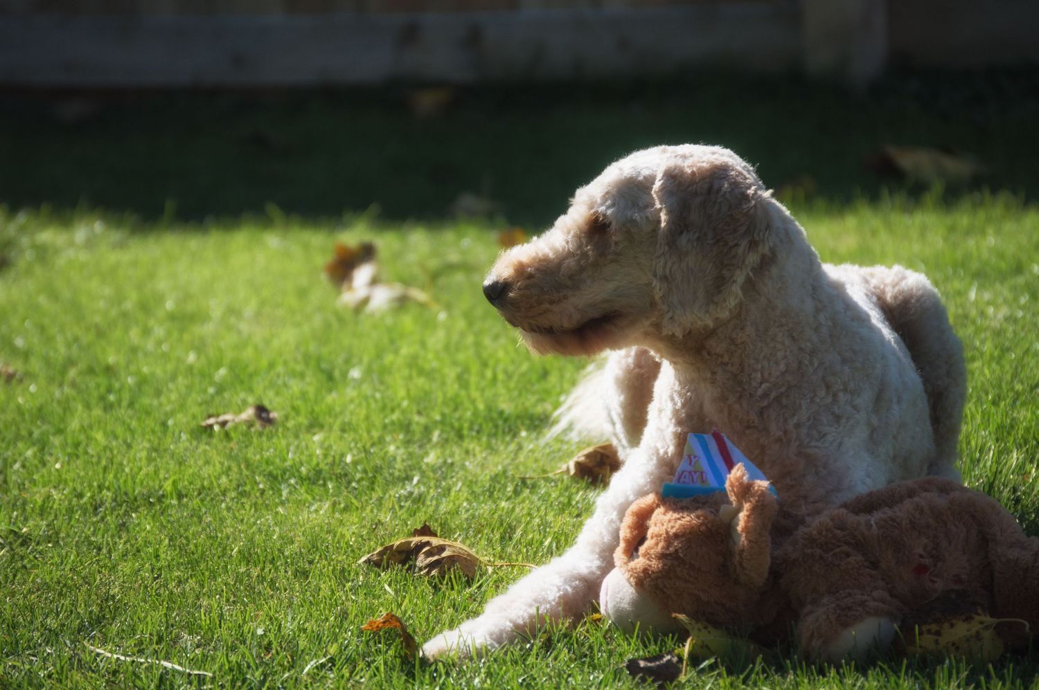 Series of outdoor shots showing a goldendoodle dog relaxing on grass in natural light.