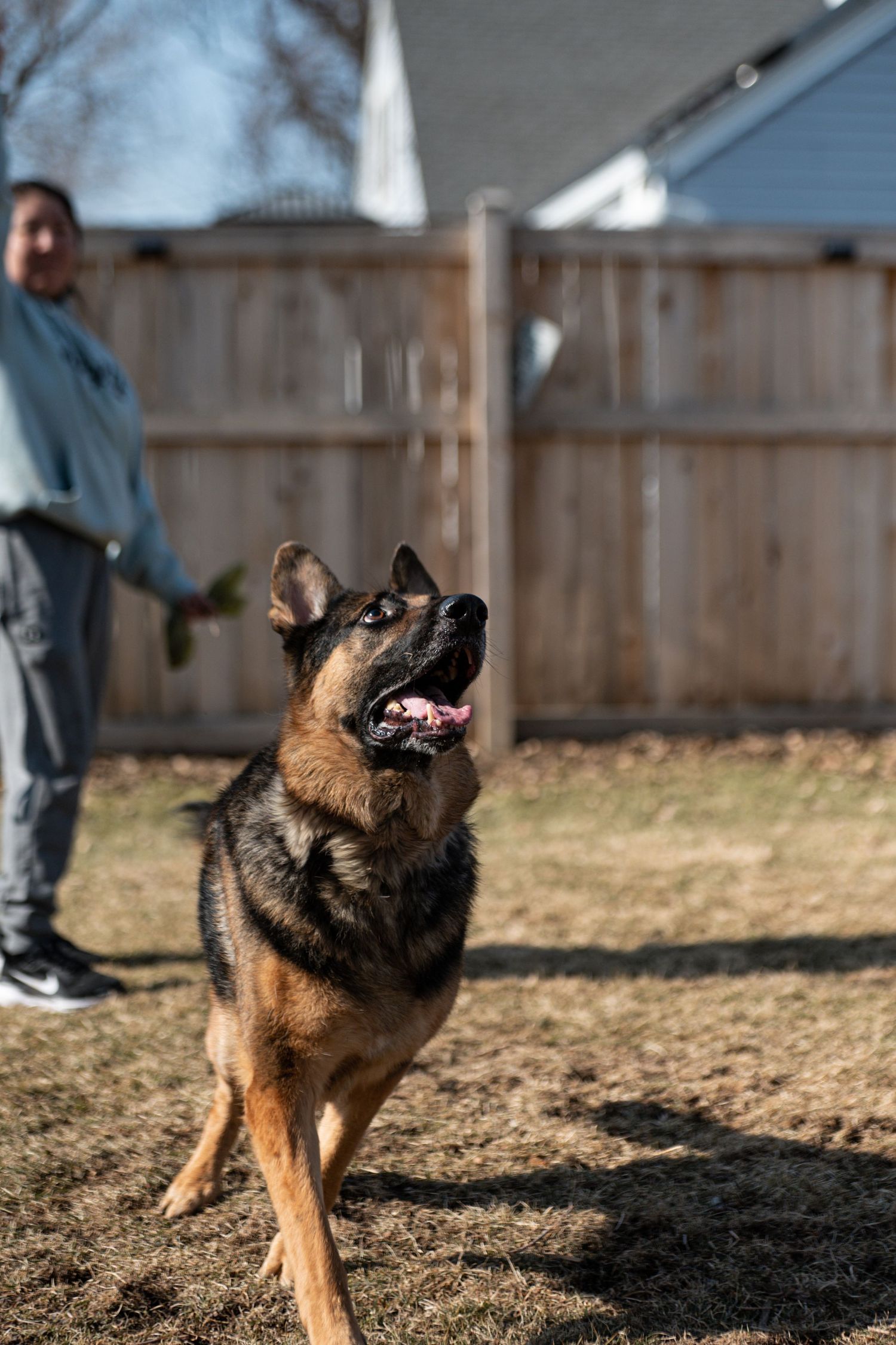 German Shepherd dog standing attentively in a fenced backyard during training or play time.