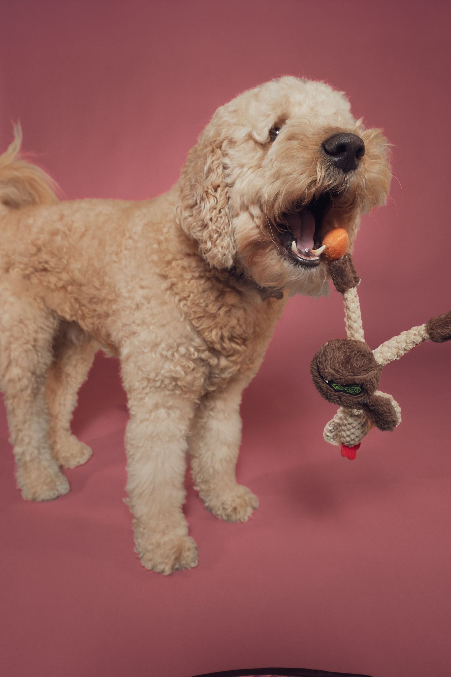 A fluffy goldendoodle dog plays with a rope toy against a pink background in a sequence of action shots.