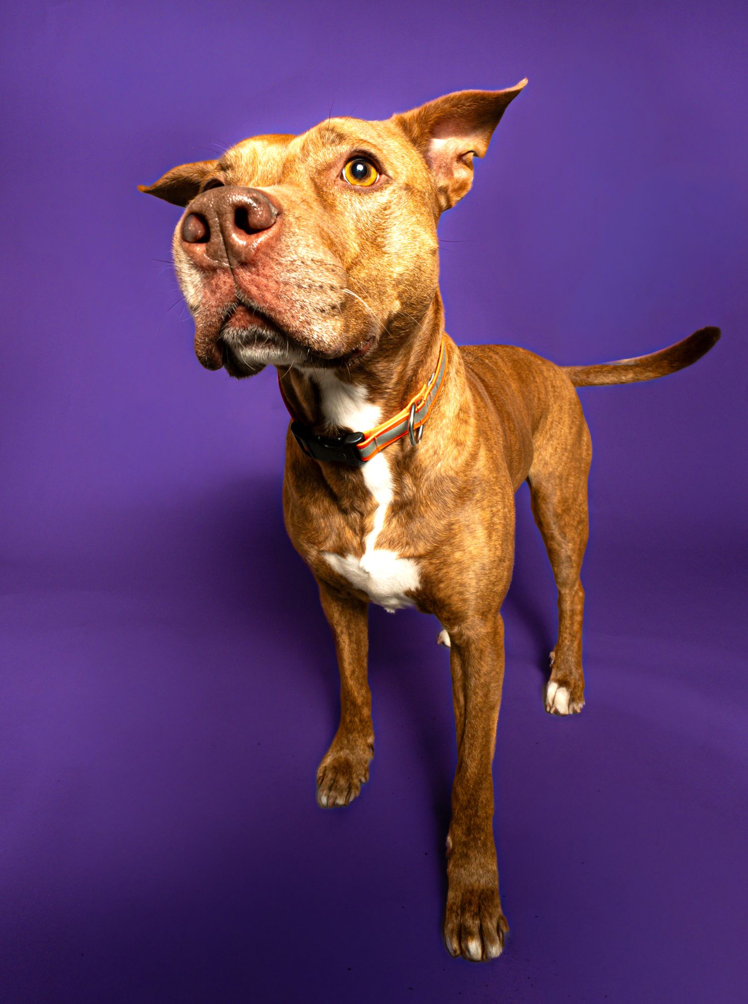 Red pit bull type dog photographed in dynamic poses against vibrant purple background showing playful expressions.