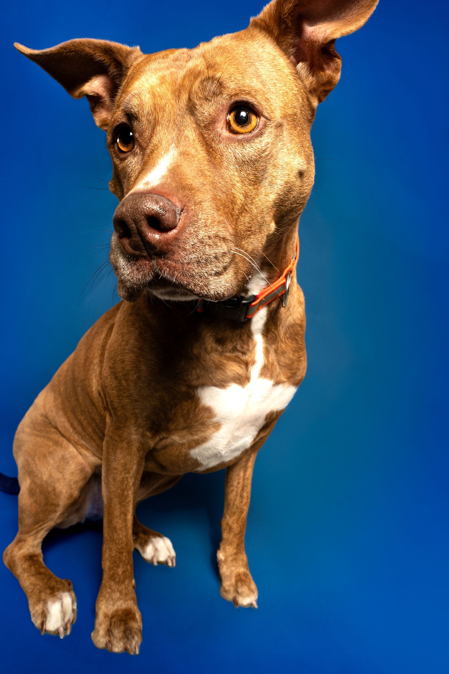Brown and white mixed breed dog with perked ears poses against vibrant blue background in studio portrait.