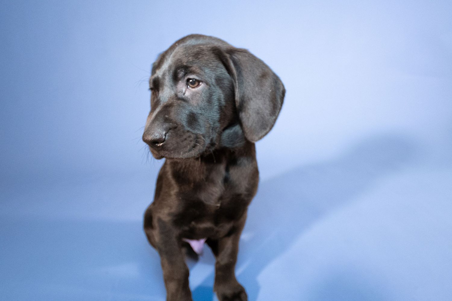 A brown Labrador puppy walks and plays in sequence across multiple connected photos against a blue background.