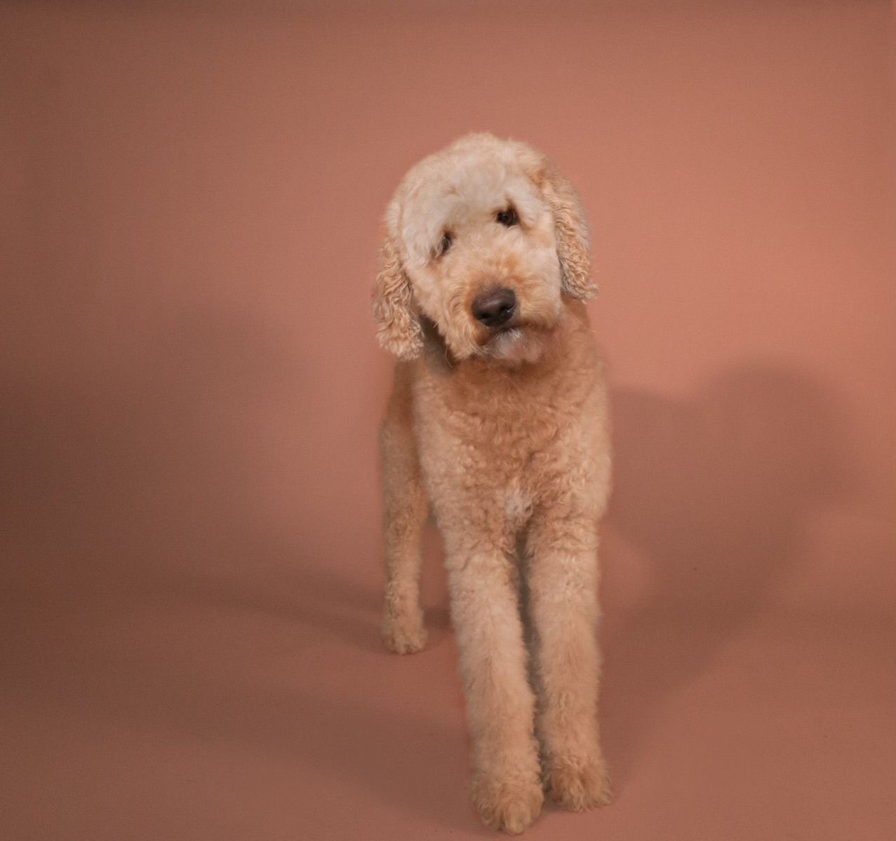 A fluffy Goldendoodle dog with cream-colored curly fur stands against a warm brown studio backdrop.