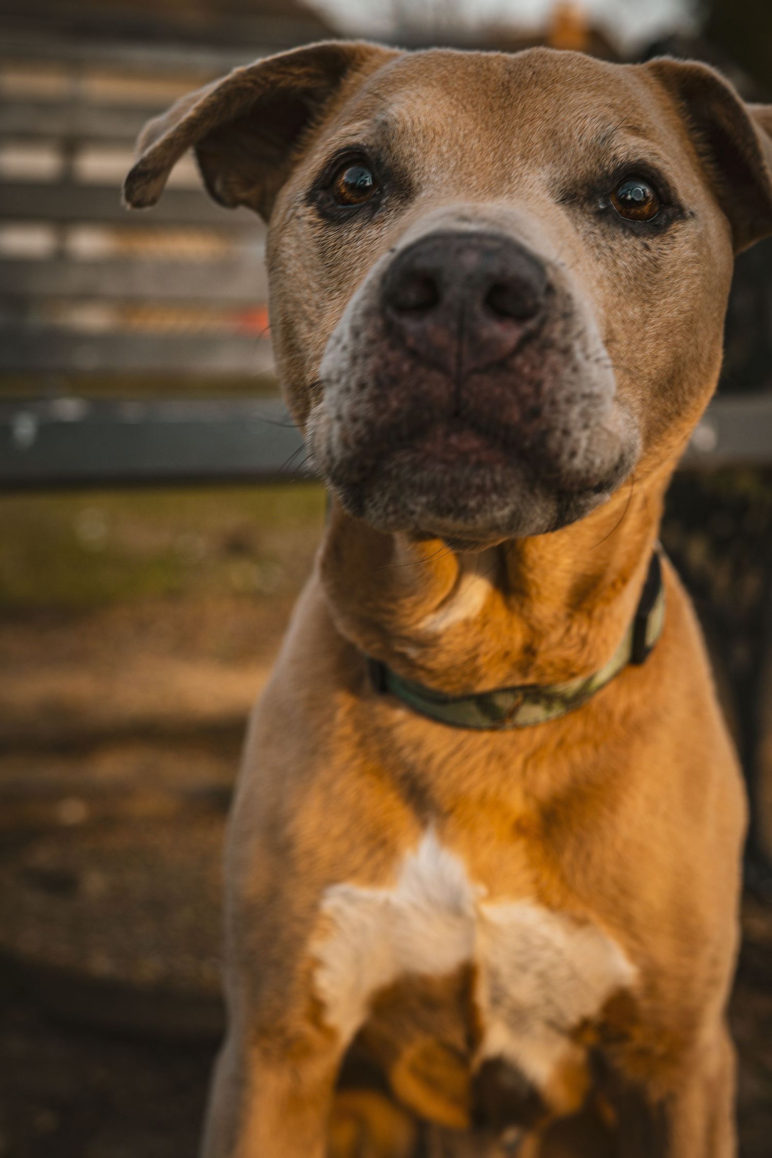 Close up portrait of a tan pit bull mix dog with alert ears and expressive eyes wearing an orange collar.
