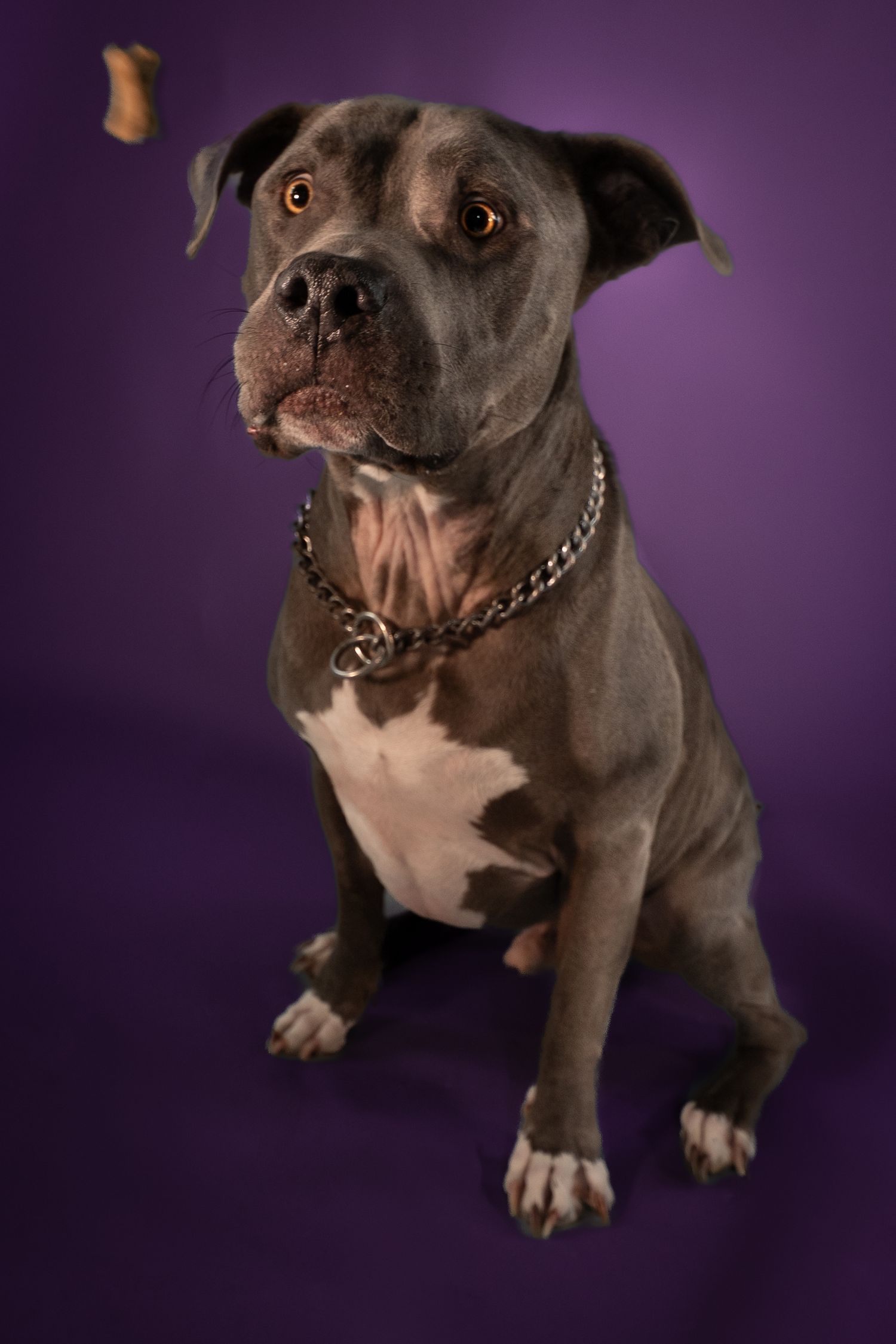 Gray pit bull type dog with white chest wearing chain collar poses against purple studio background.
