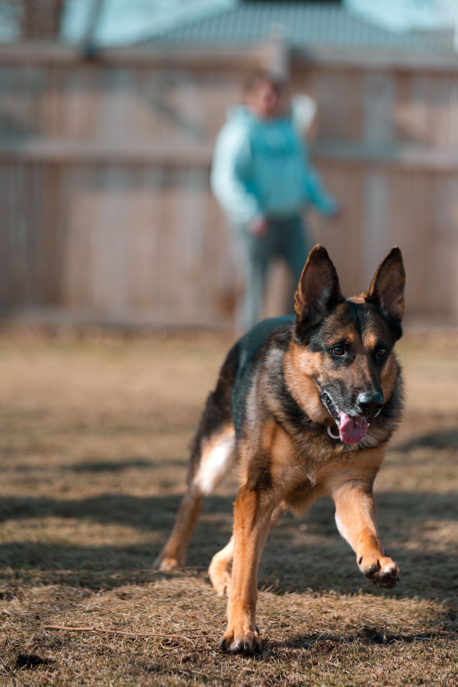German Shepherd running energetically on dirt ground with focused expression.