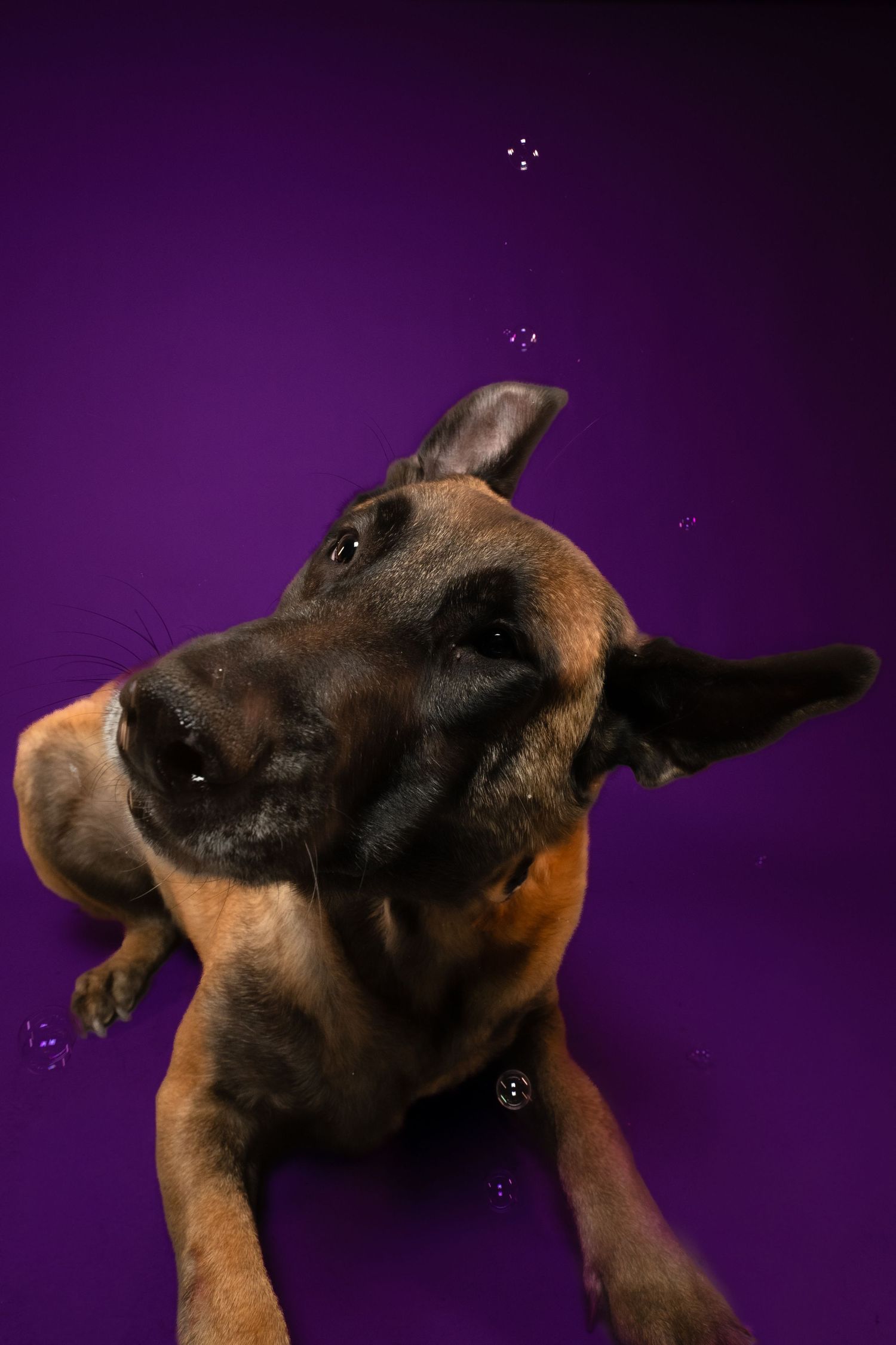 Dog with pointed ears looking up at floating bubbles against a purple background in a playful pose.