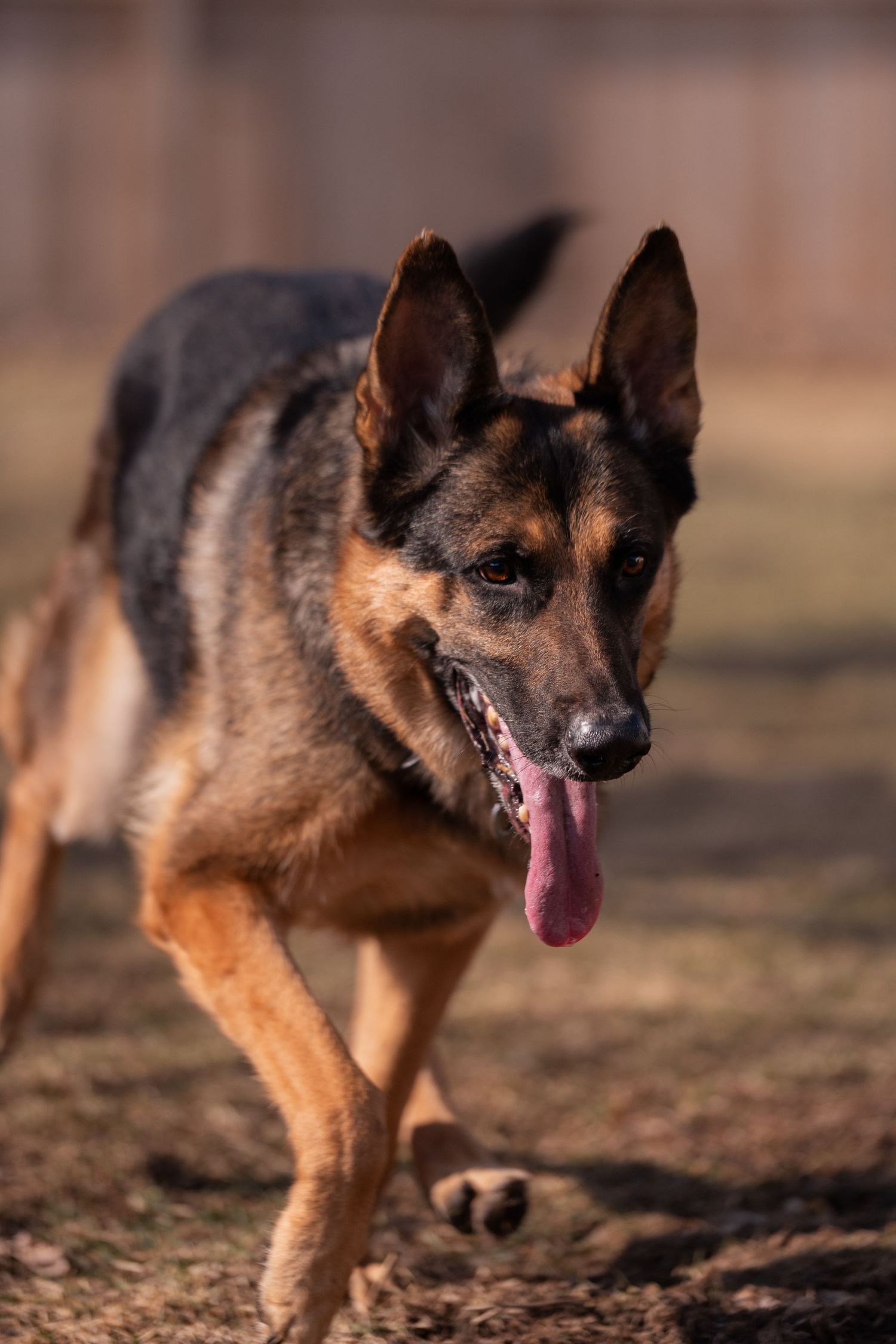 German Shepherd dog walking on dirt ground with tongue out in warm sunlight.