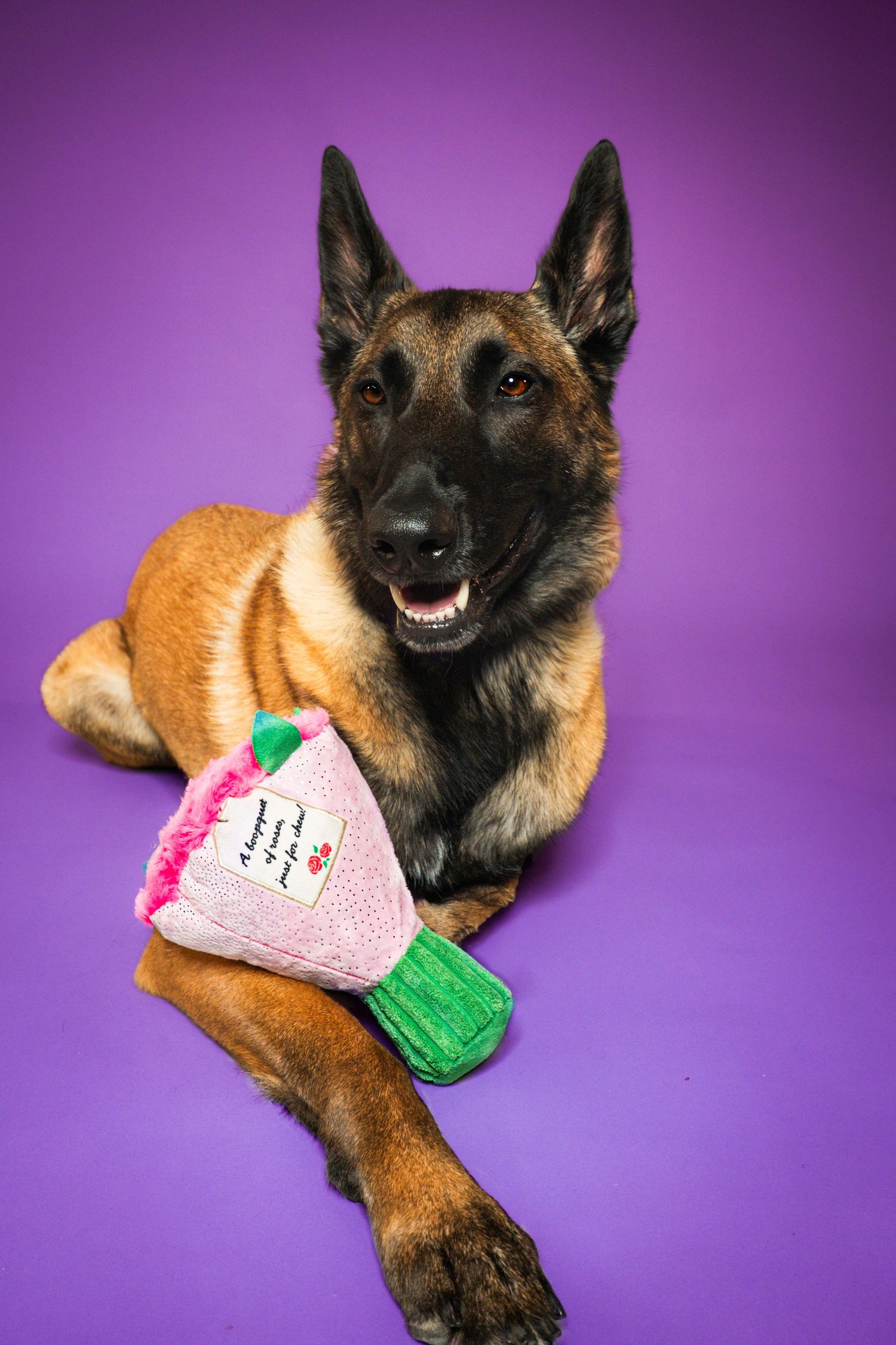 Belgian Malinois dog lying on purple background holding a pink plush toy between its paws, smiling at camera.