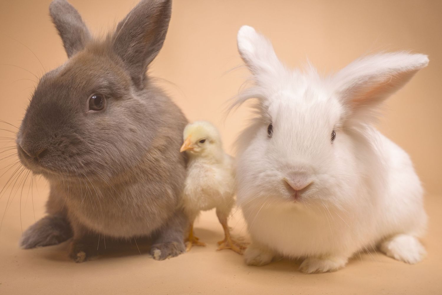 Two fluffy rabbits, one gray and one white, sit beside a tiny yellow chick on a beige background.