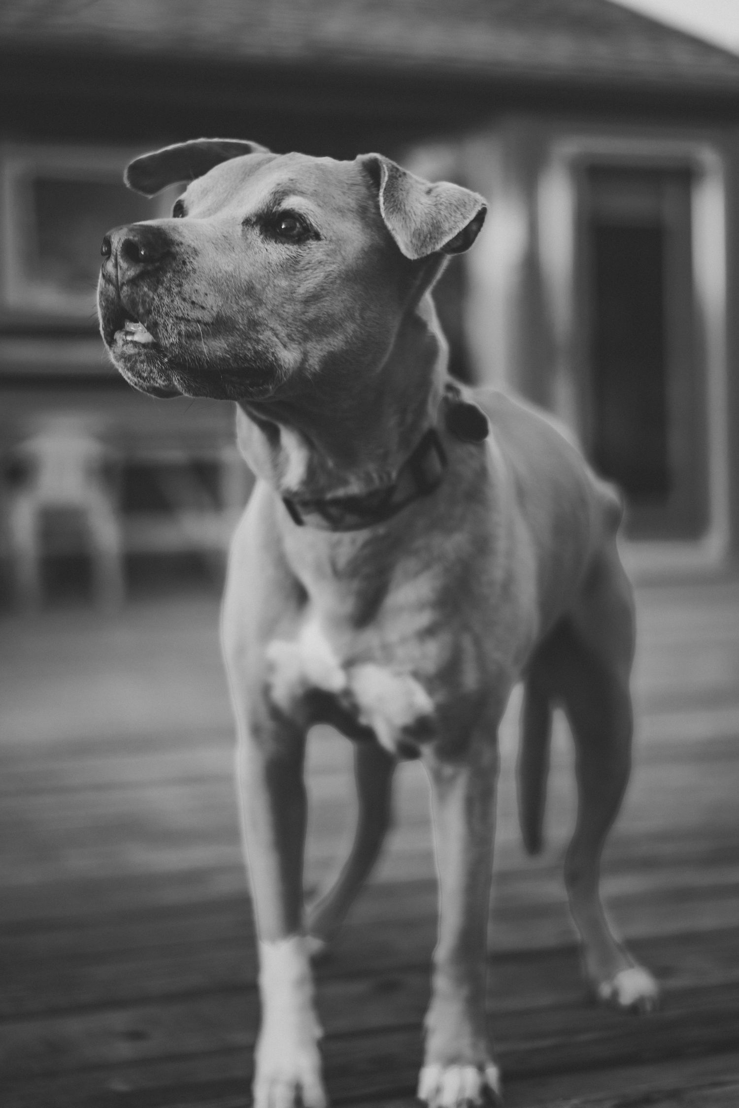 Black and white photo of an athletic pit bull standing alertly on a wooden deck with a house in the background.