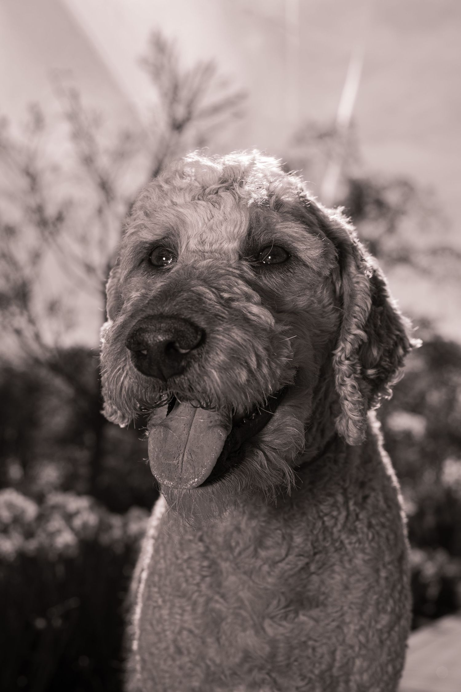 Black and white portrait of a fluffy Goldendoodle dog with tongue out, sitting outdoors among trees.