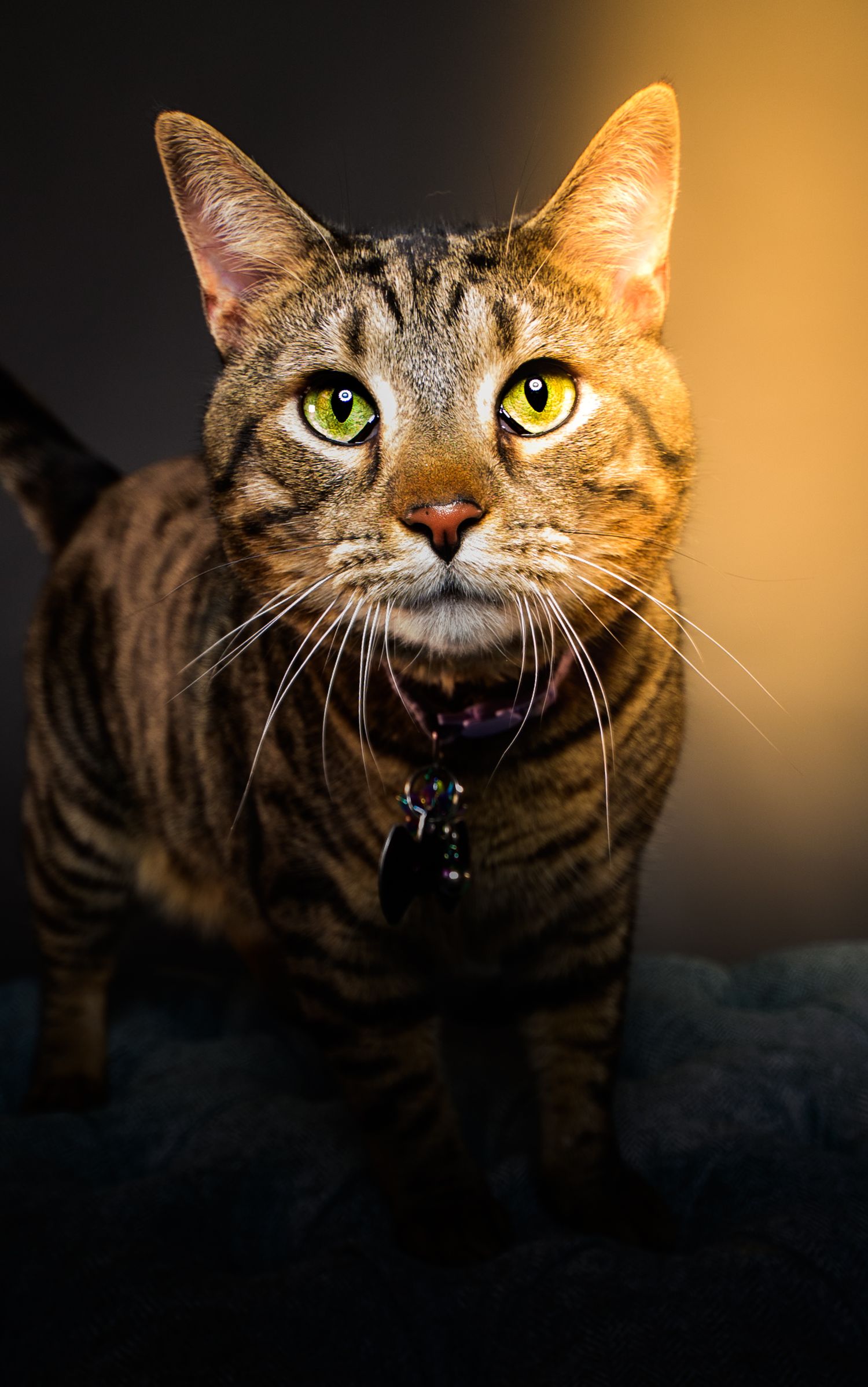 A striking tabby cat with vivid green eyes wearing a collar looks upward against a warm golden background.