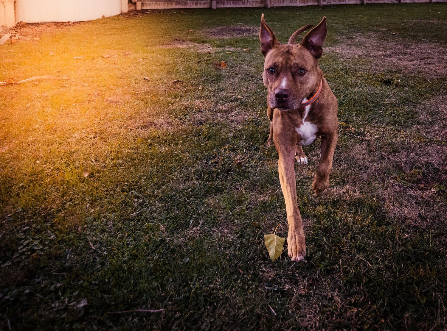 Brown pit bull running and playing in a sunlit yard at golden hour.