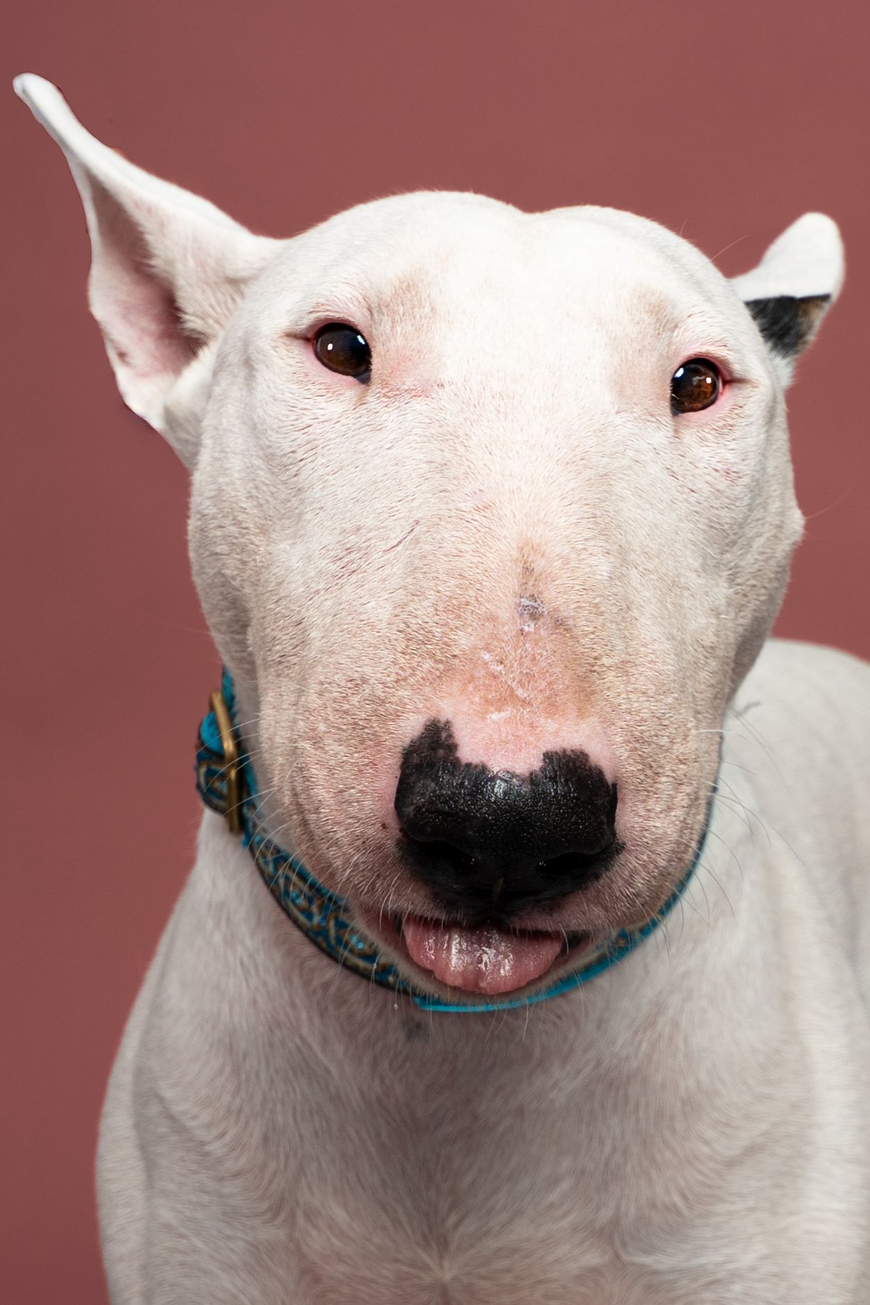 White Bull Terrier dog with blue collar looking at camera against brown background.