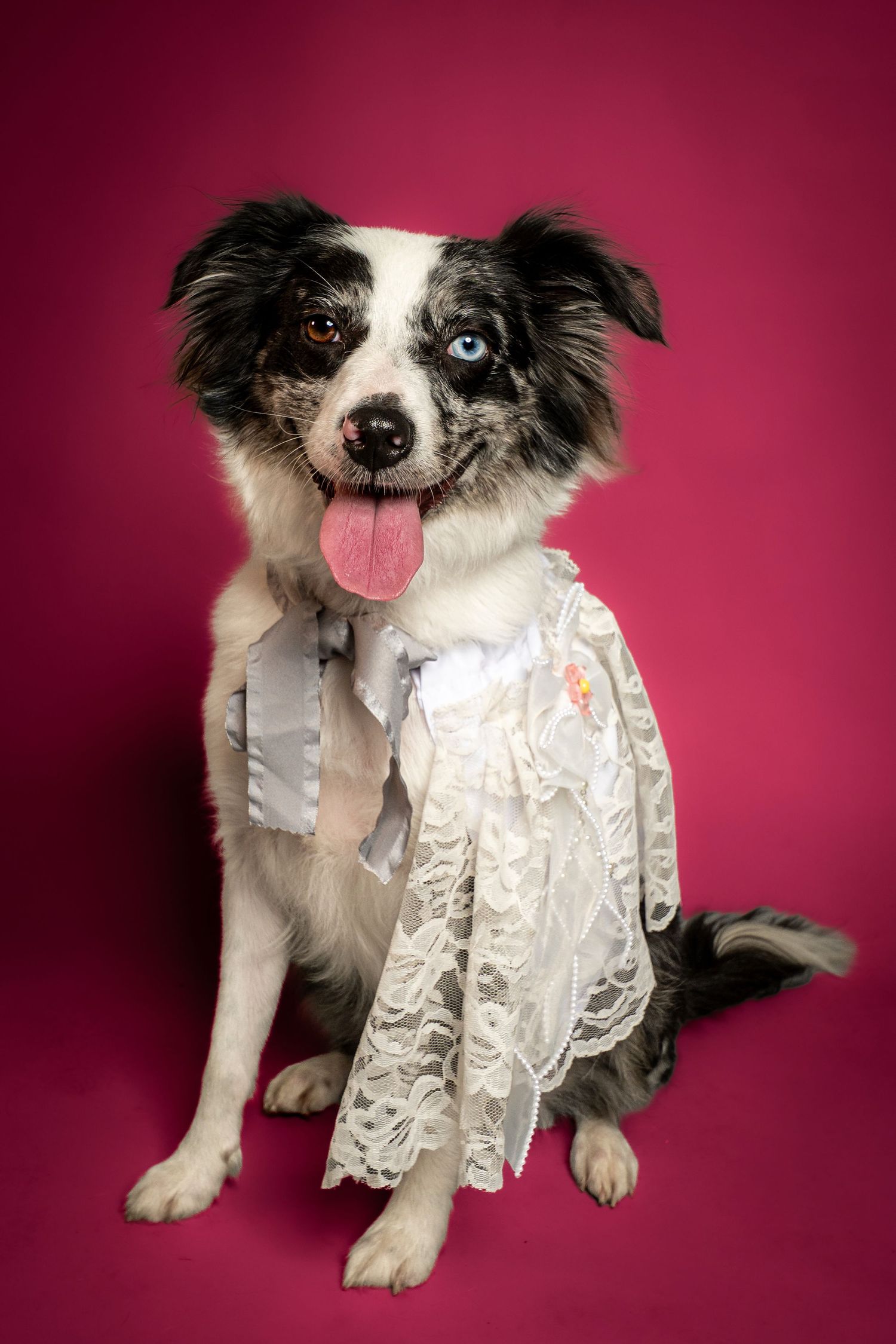 Border collie mix with one blue eye and one brown eye wearing a white lace bridal cape and bow, sitting against a bright pink backdrop.