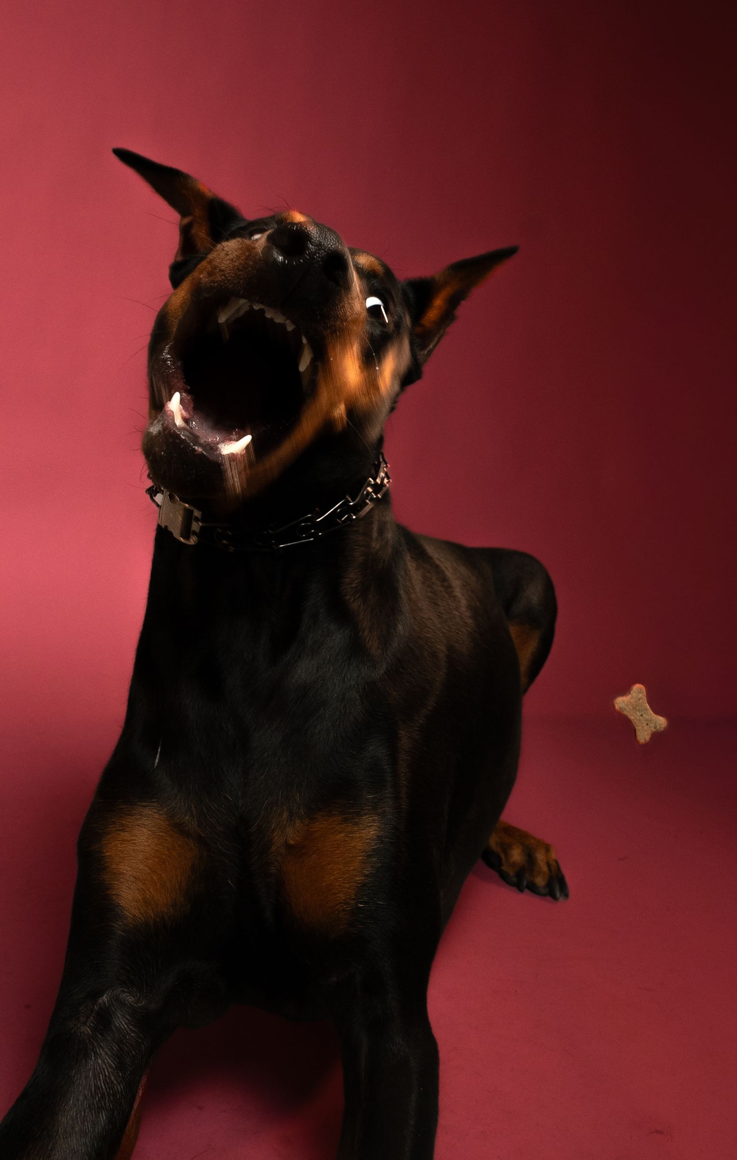 German Shepherd dog photographed against a red background in various playful poses with a treat.