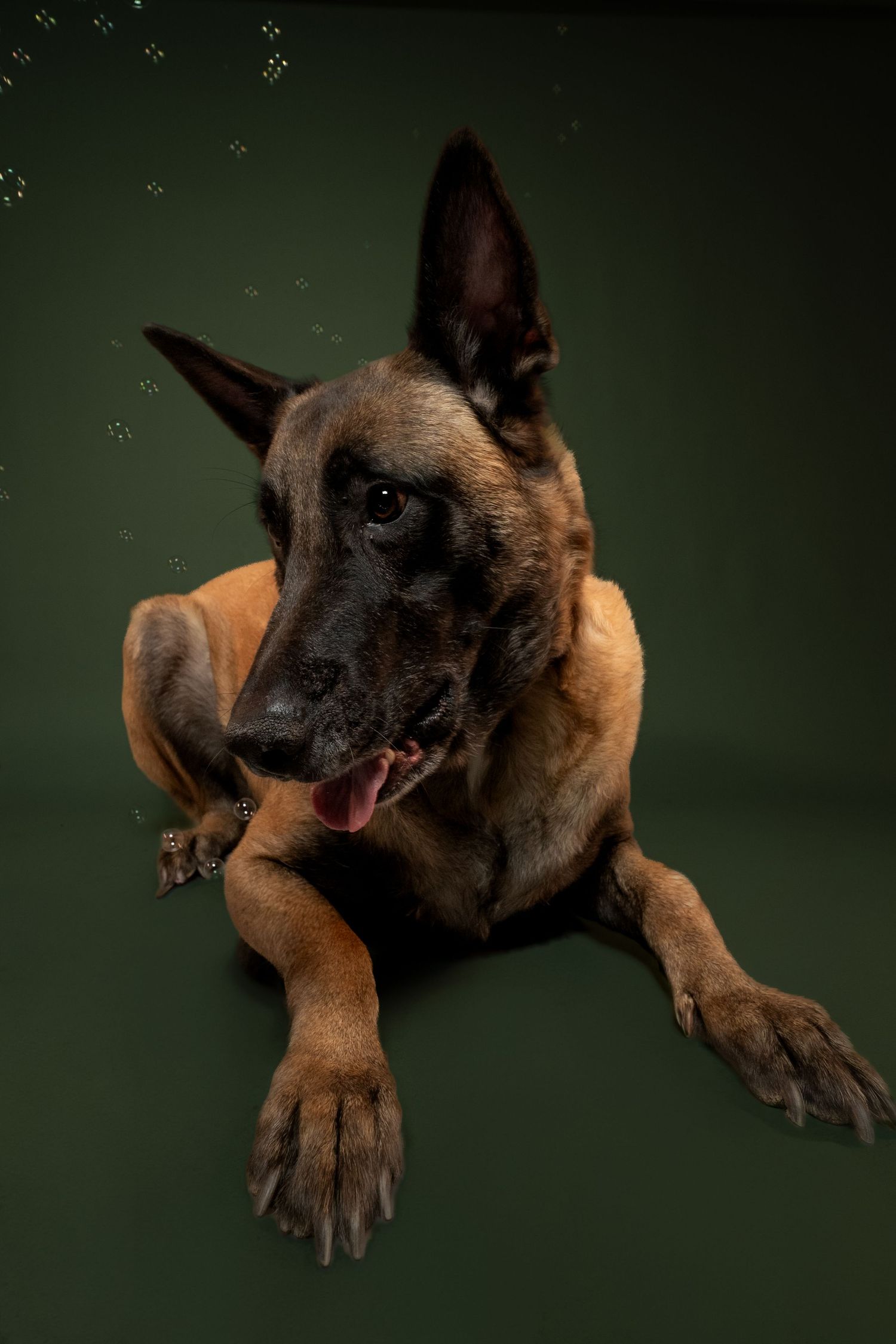 Belgian Malinois dog lying down with alert expression against dark green background with tongue slightly out.