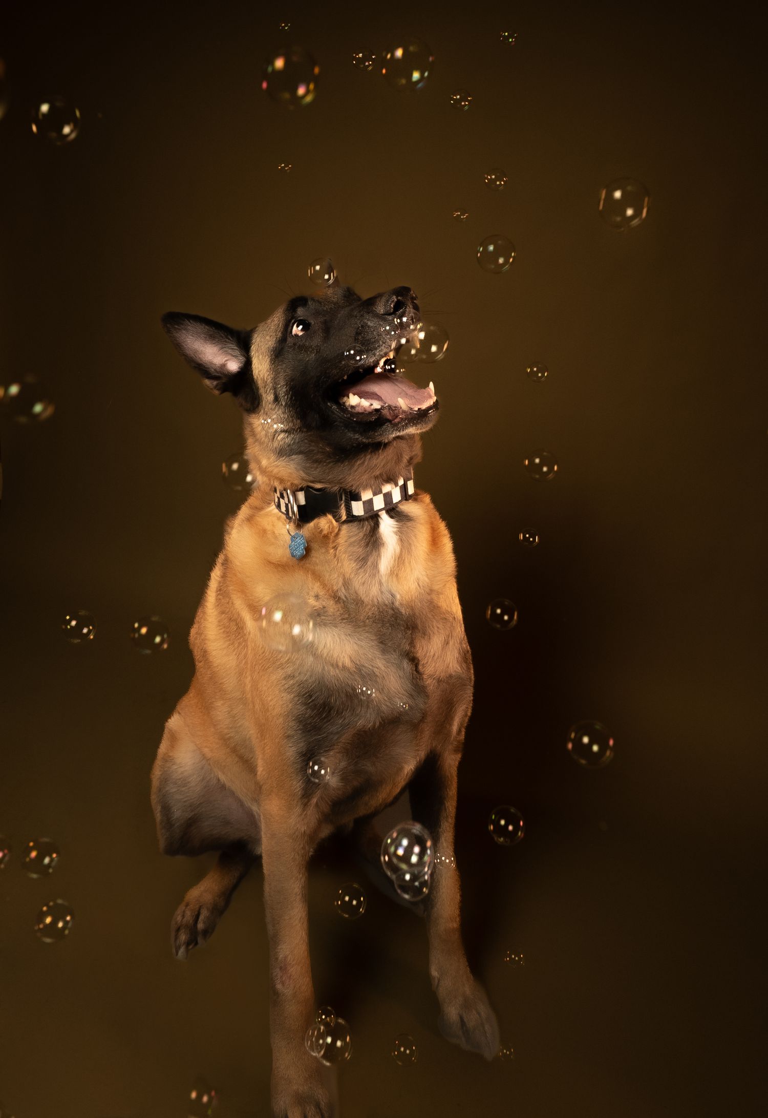 Brown dog playfully jumping and snapping at soap bubbles floating in the air against dark background.