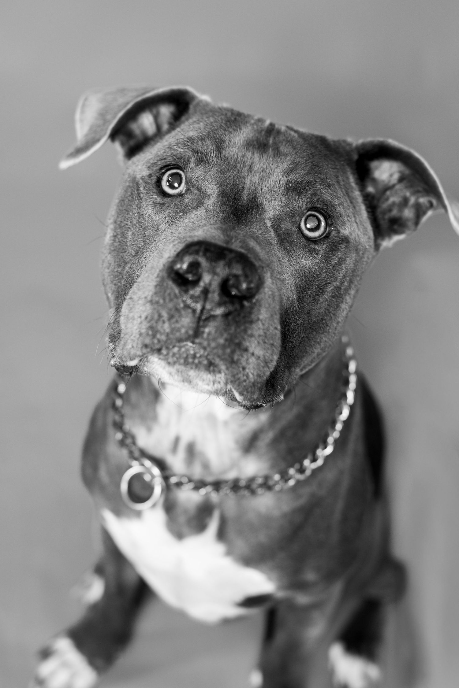 Black and white portraits of a smiling pit bull wearing a chain collar against a gray background.