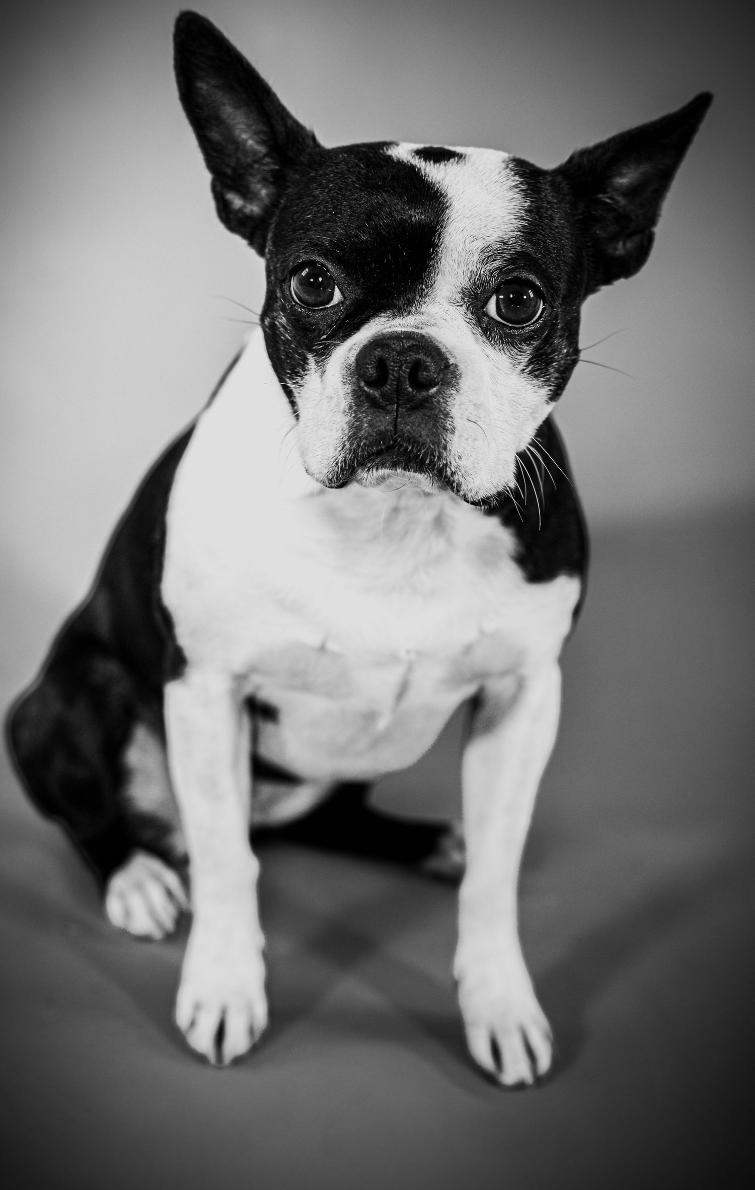 A black and white Boston Terrier dog shown in a series of artistic close-up portrait photographs.