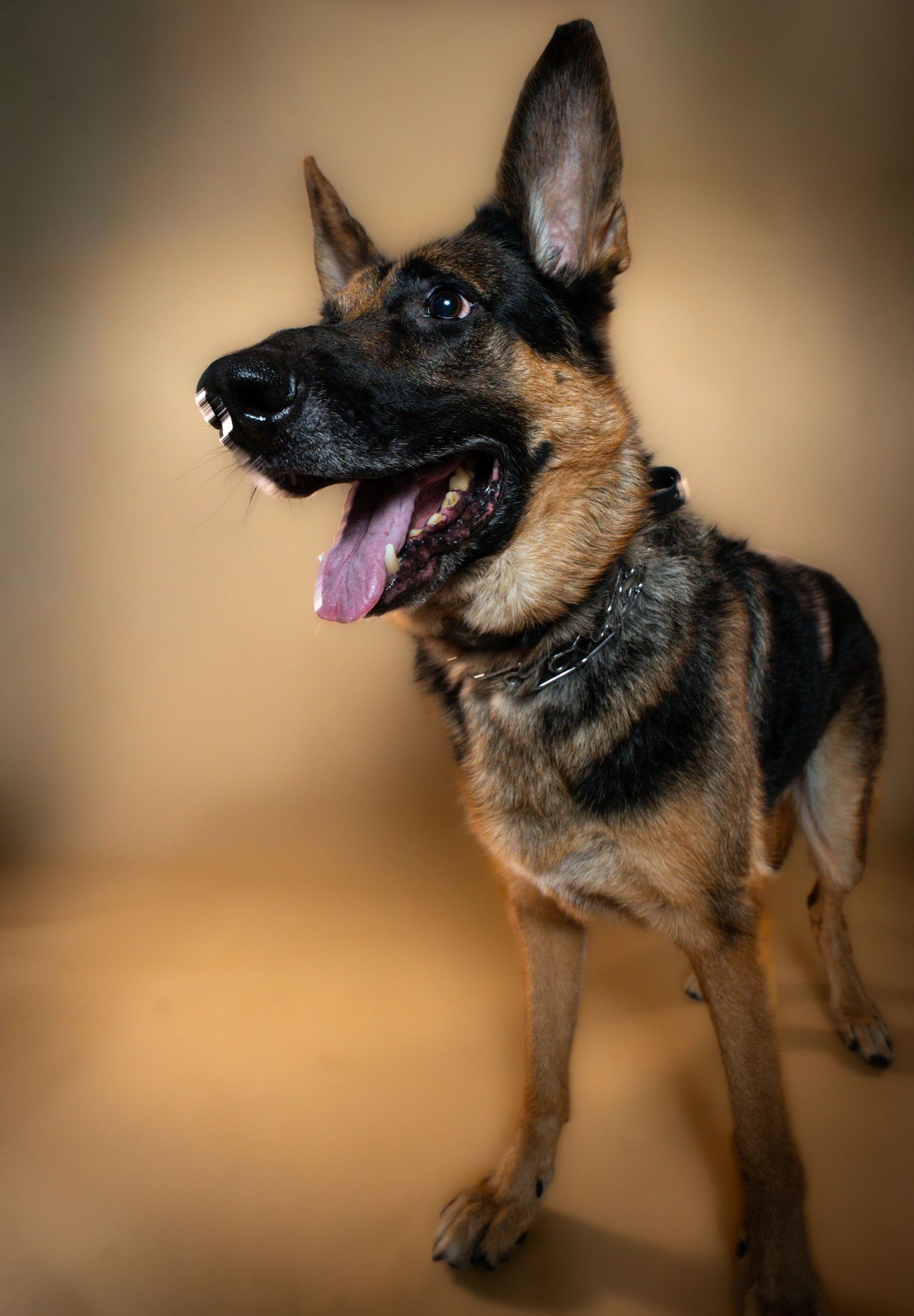 A German Shepherd dog stands alert with mouth open and tongue out against a warm brown studio background.