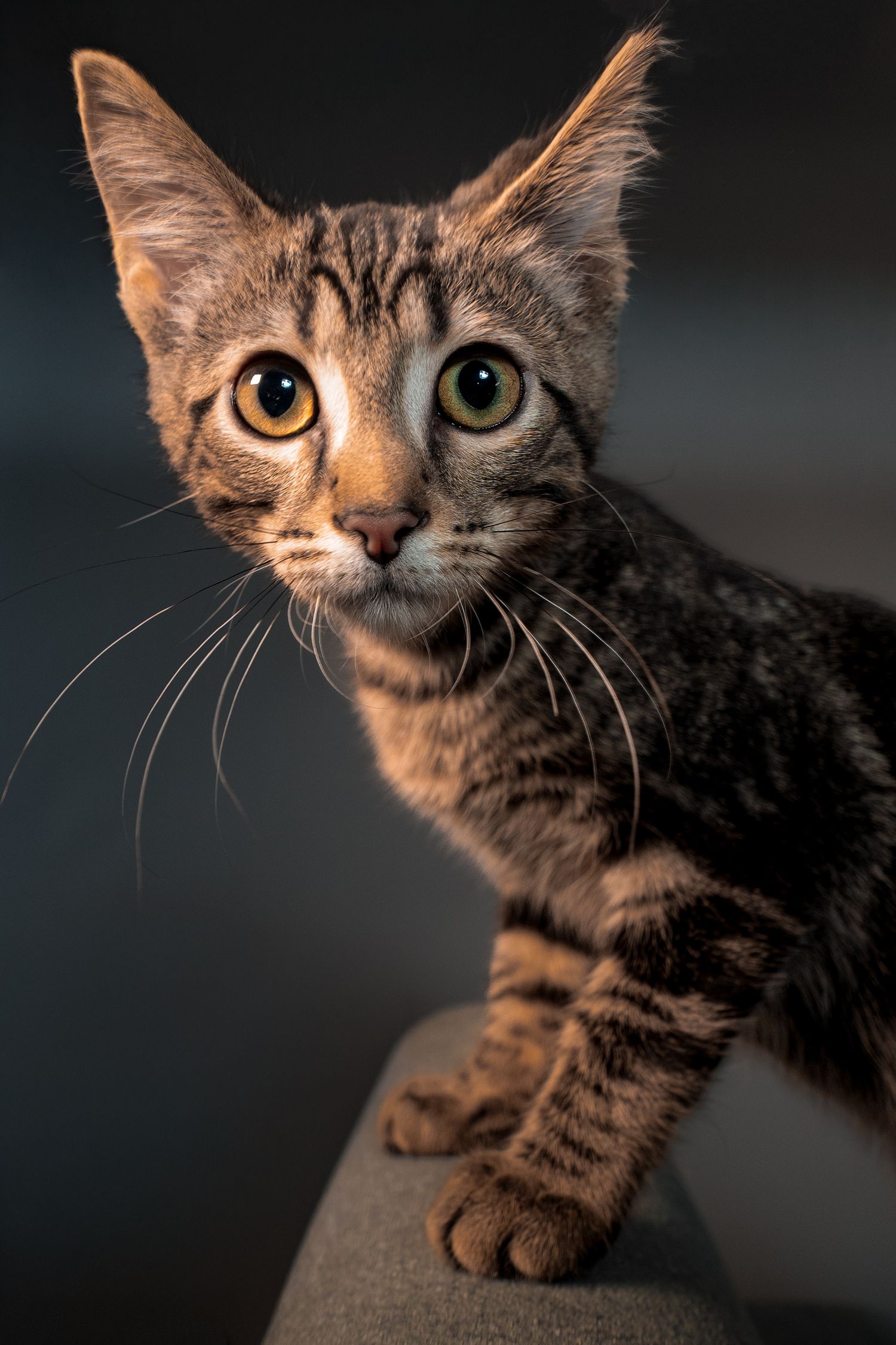 Close-up portrait series of a curious tabby cat with bright eyes against a dark background.