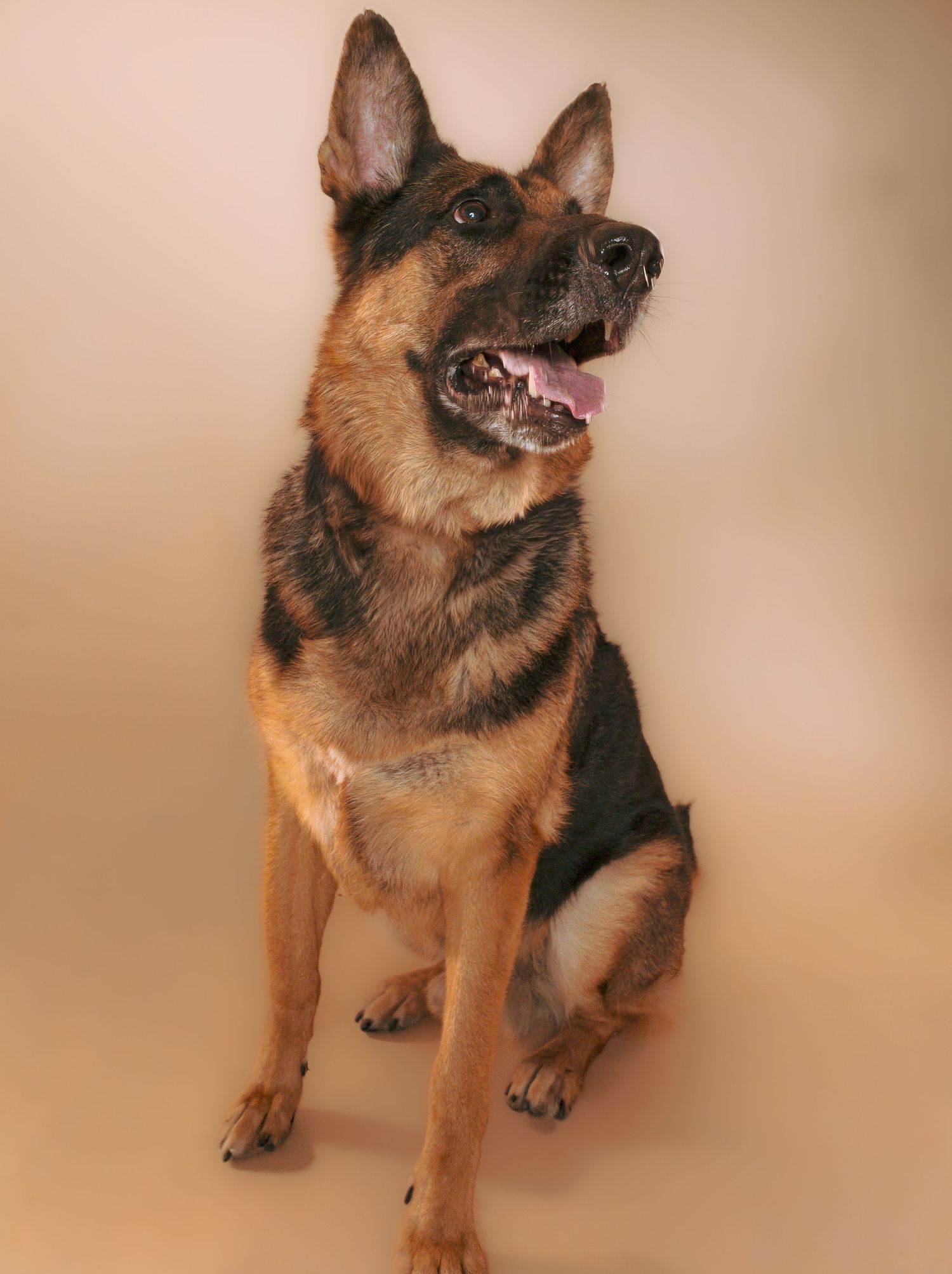 German Shepherd dog photographed in various poses against a neutral beige studio backdrop.