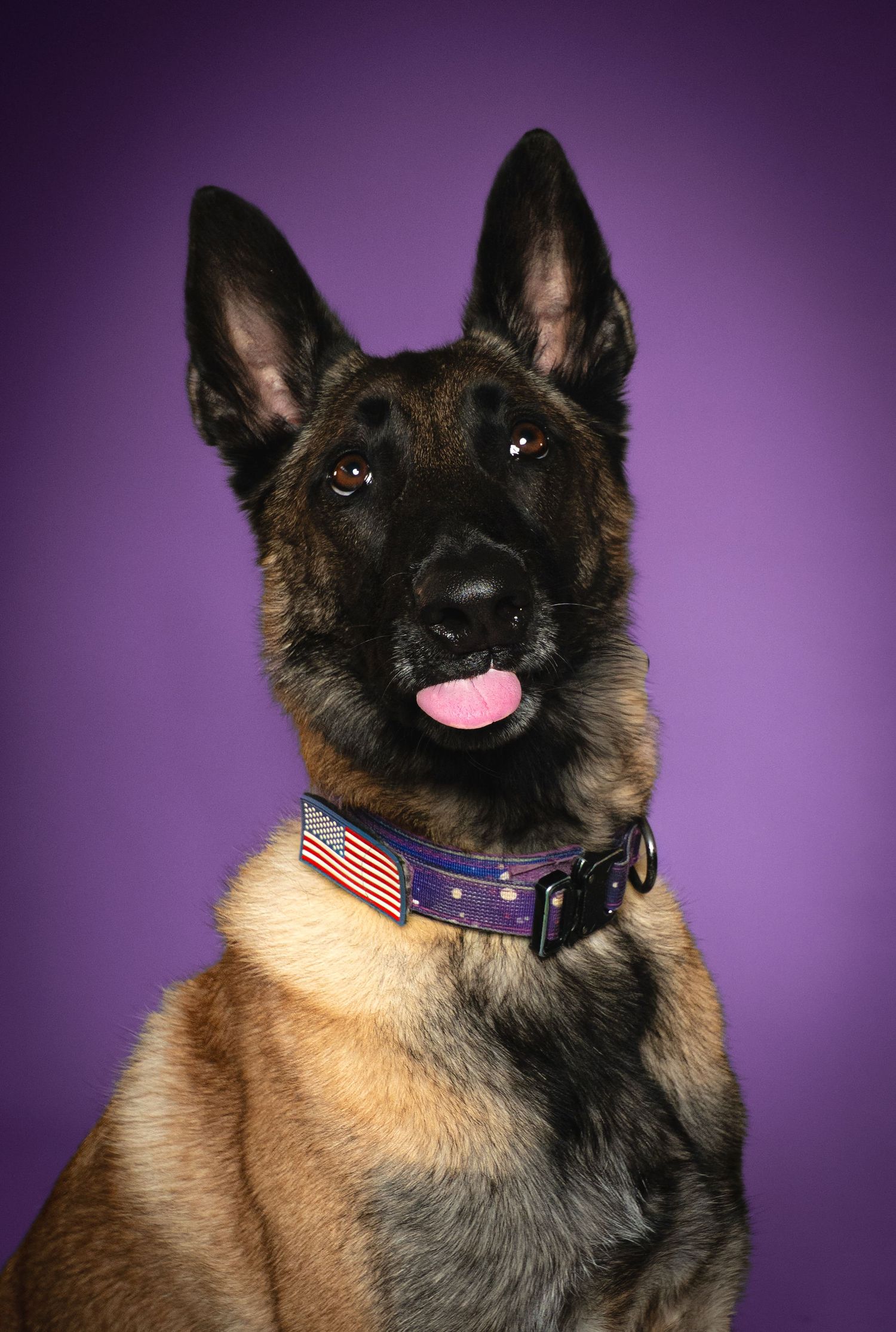 A German Shepherd dog with an American flag collar poses against a purple background with tongue out.