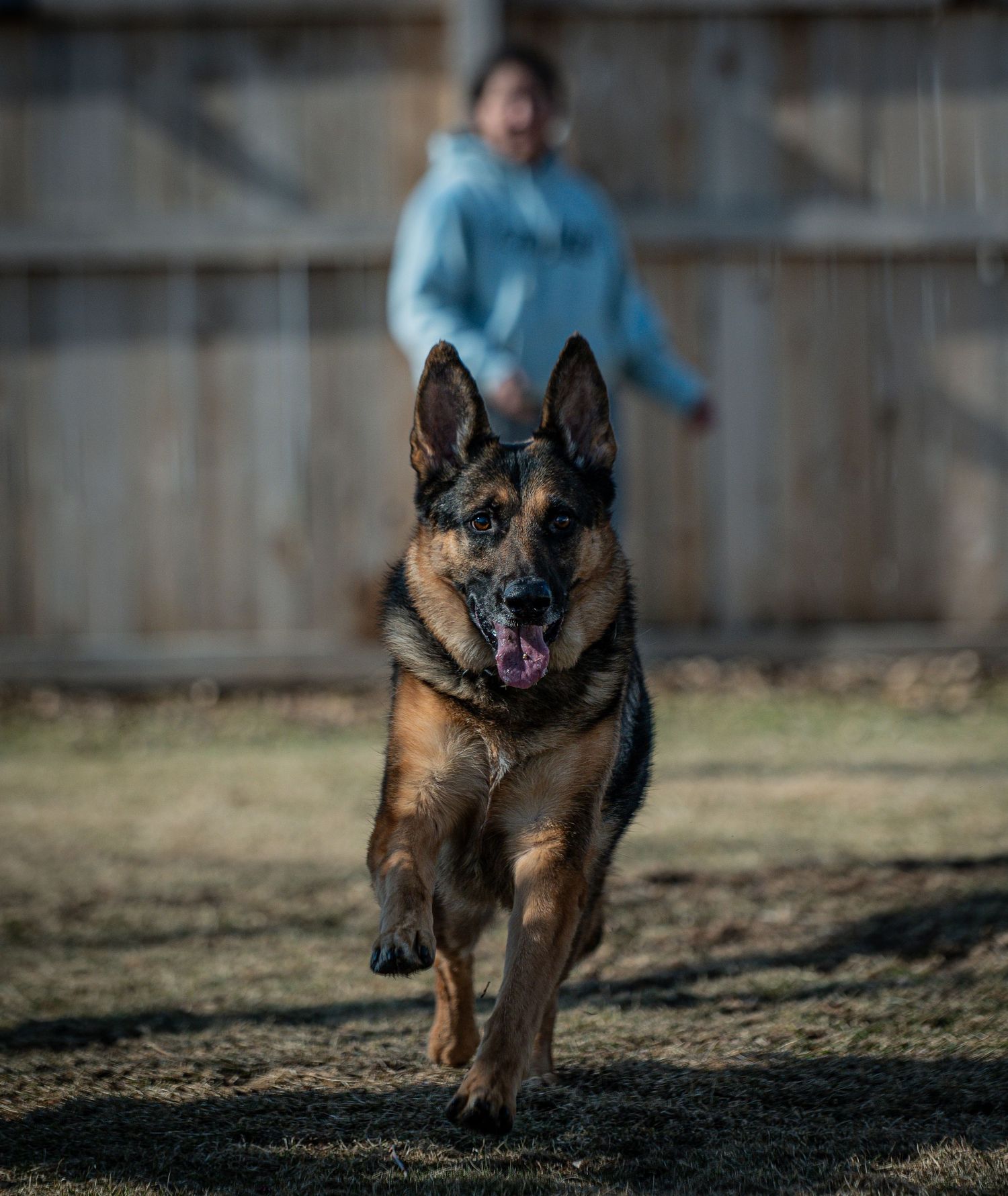 A German Shepherd dog runs energetically across a dirt yard with its tongue out while someone stands in the background.