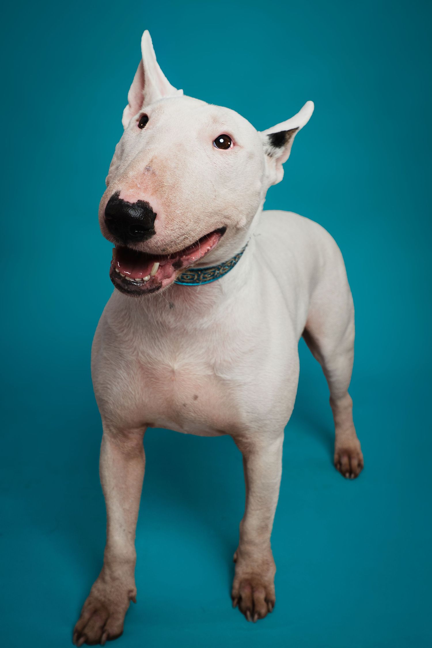 White Bull Terrier dog with collar standing against bright teal background, looking up with open mouth.