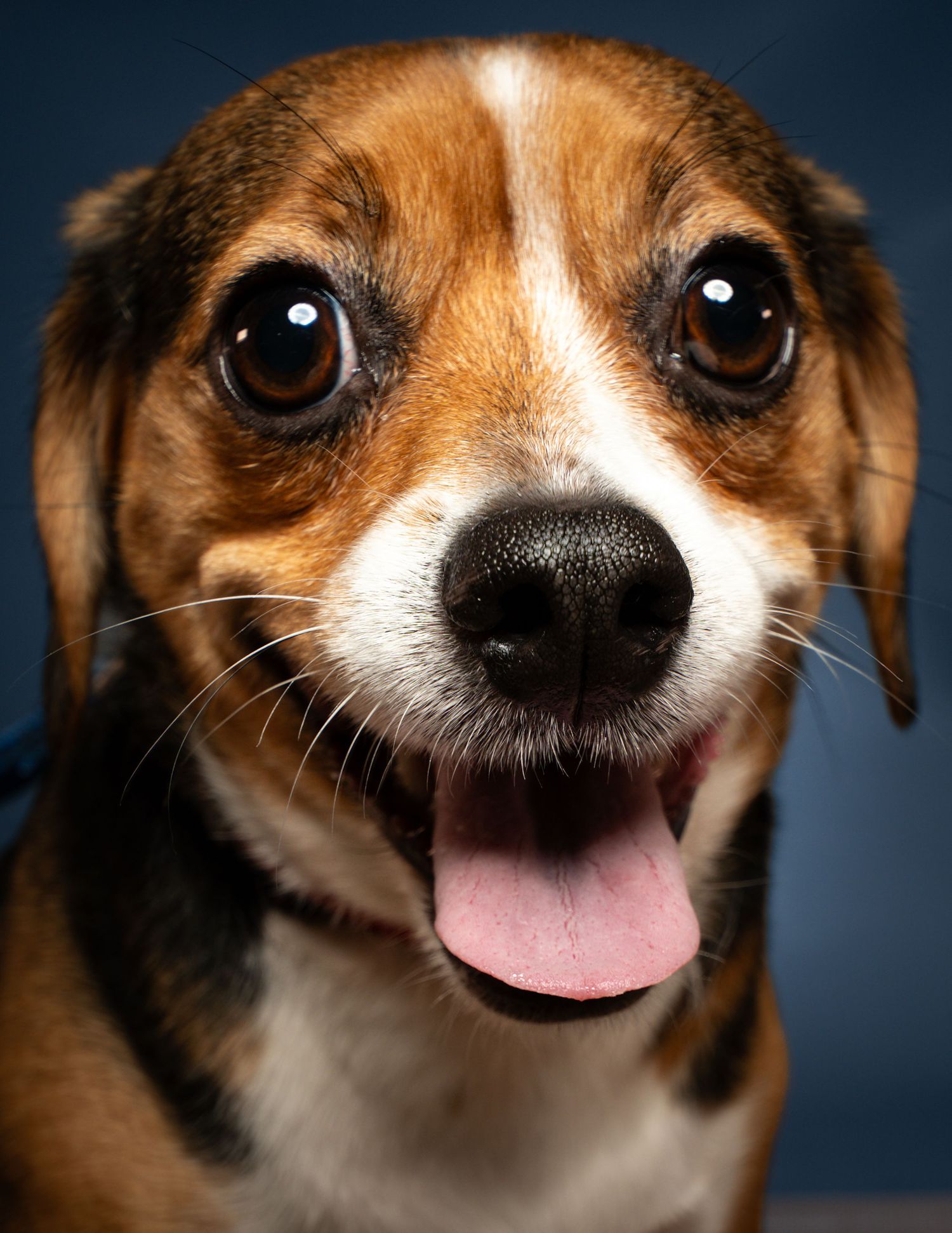 Close-up studio portrait of a happy tricolor beagle with wide brown eyes and tongue out against a dark blue background.