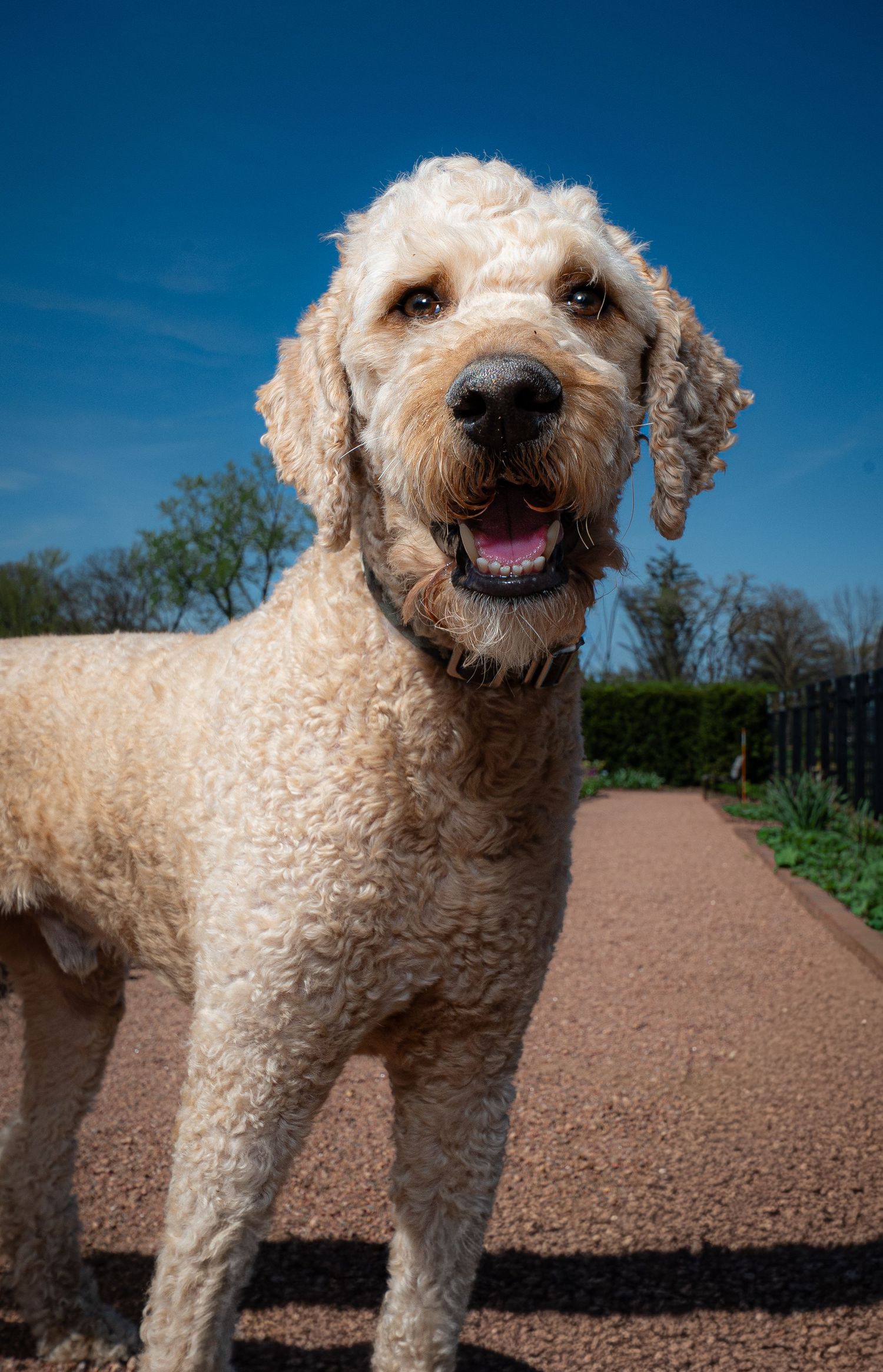 A fluffy golden Labradoodle stands on a gravel path, smiling happily under a bright blue sky.