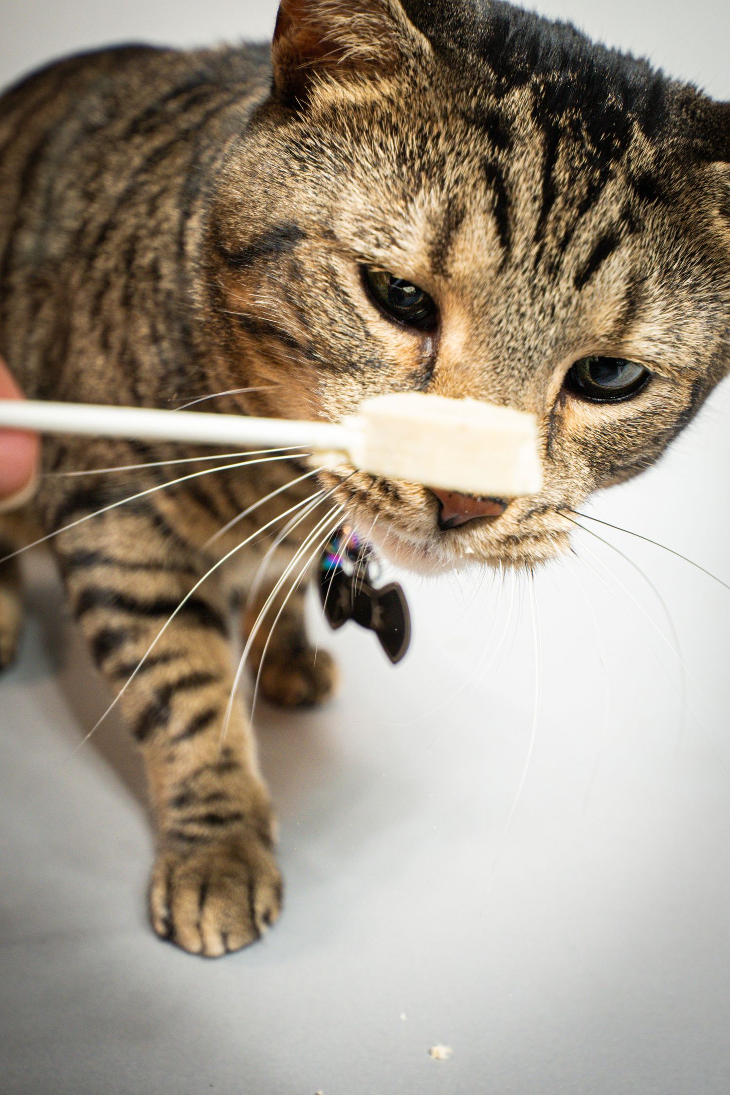 Tabby cat licking a toothbrush held by owner, showing pet dental care routine.