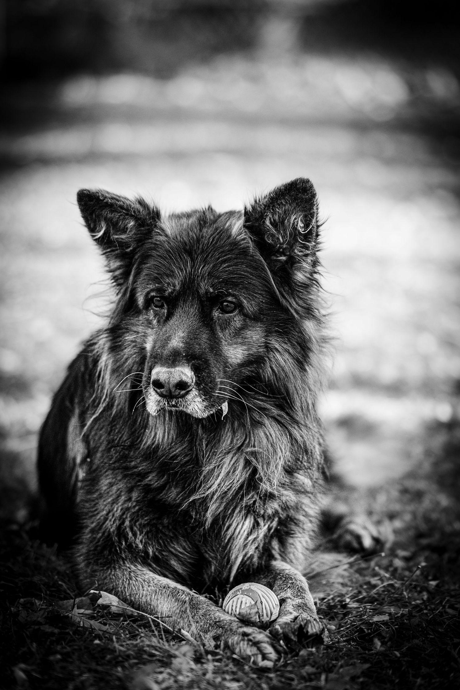 A series of black and white portraits showing a dark-furred dog with expressive eyes lying on the ground.