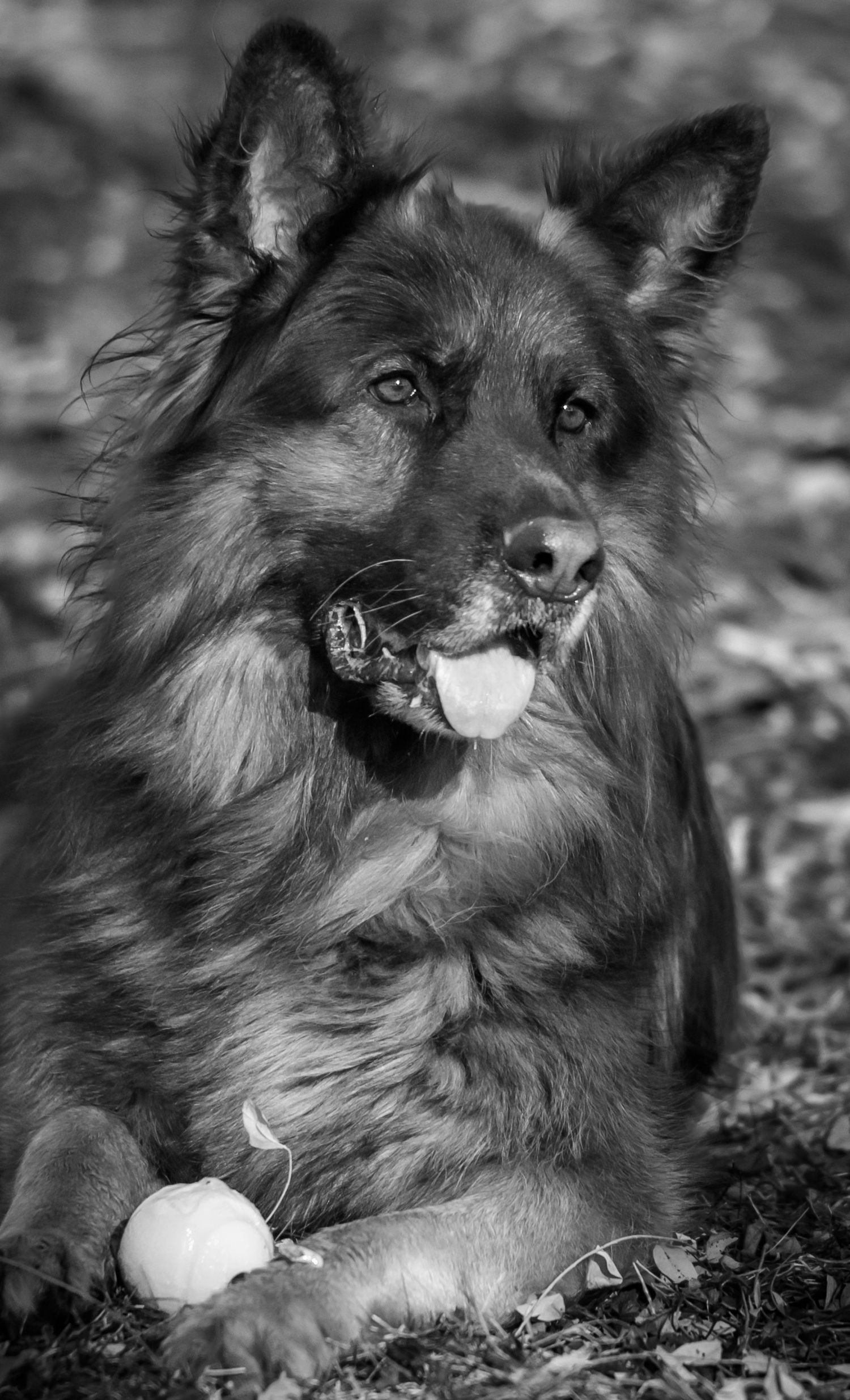 Black and white photo series of a fluffy Keeshond dog lying in grass with a ball toy.