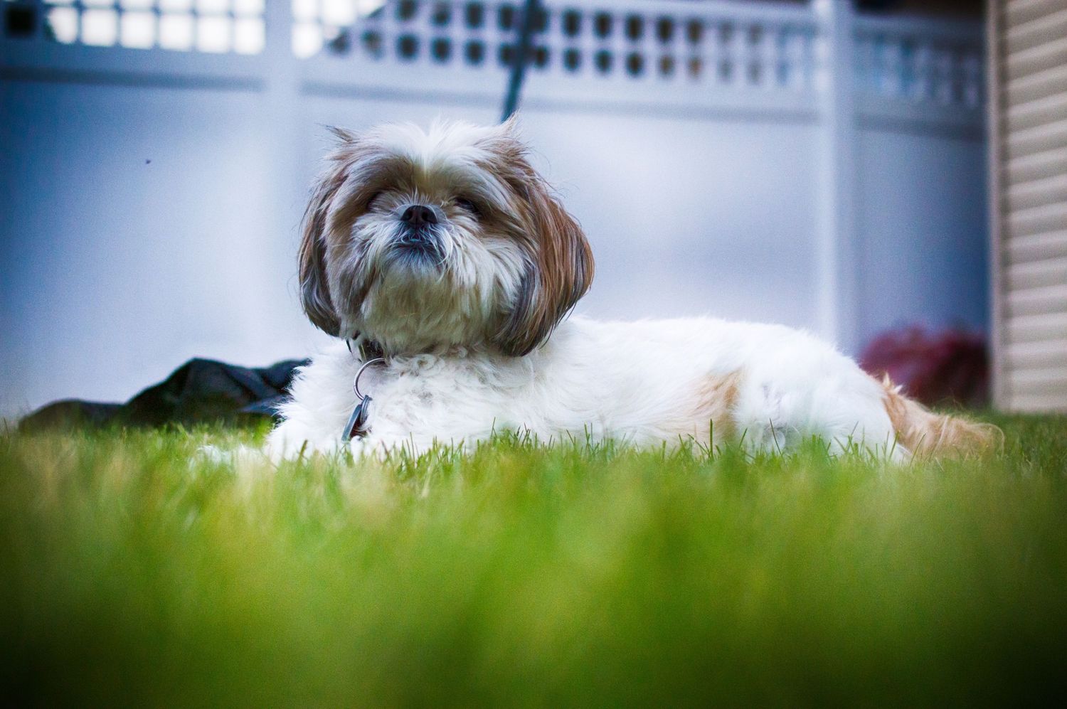 Small white dog peeking through grass in backyard.