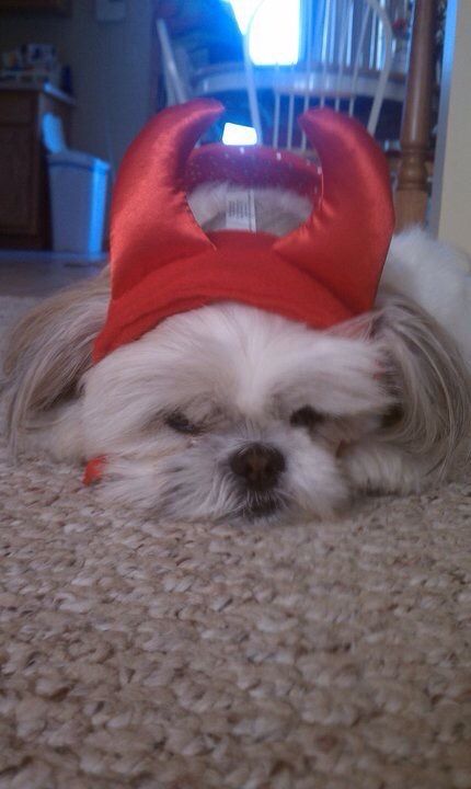 A fluffy white Shih Tzu dog wearing a red devil horns Halloween costume hat lying on a beige carpet.