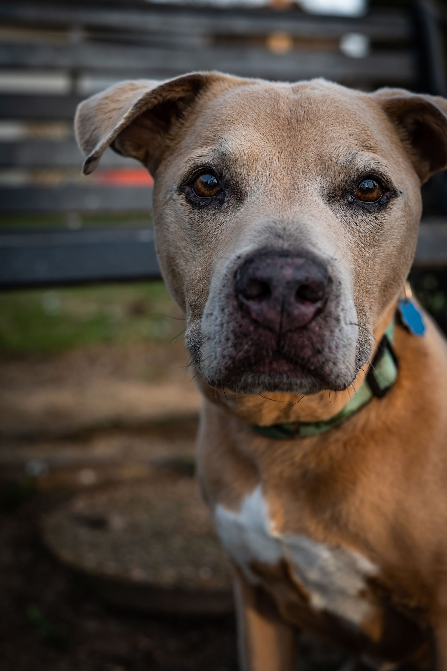 Series of close-up shots showing different angles of a tan dog's face with collar.