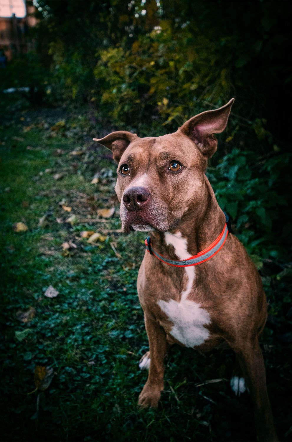 Portrait series of an alert brown pit bull wearing a red collar in a garden setting.