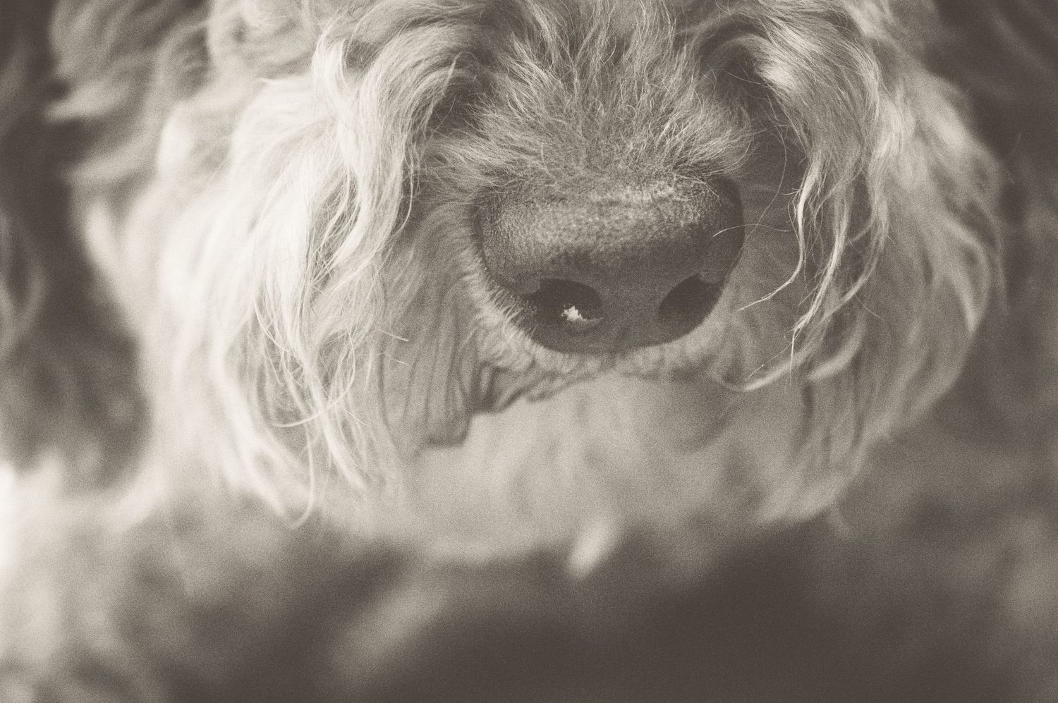 Artistic black and white macro shot of a dog's nose and facial fur.