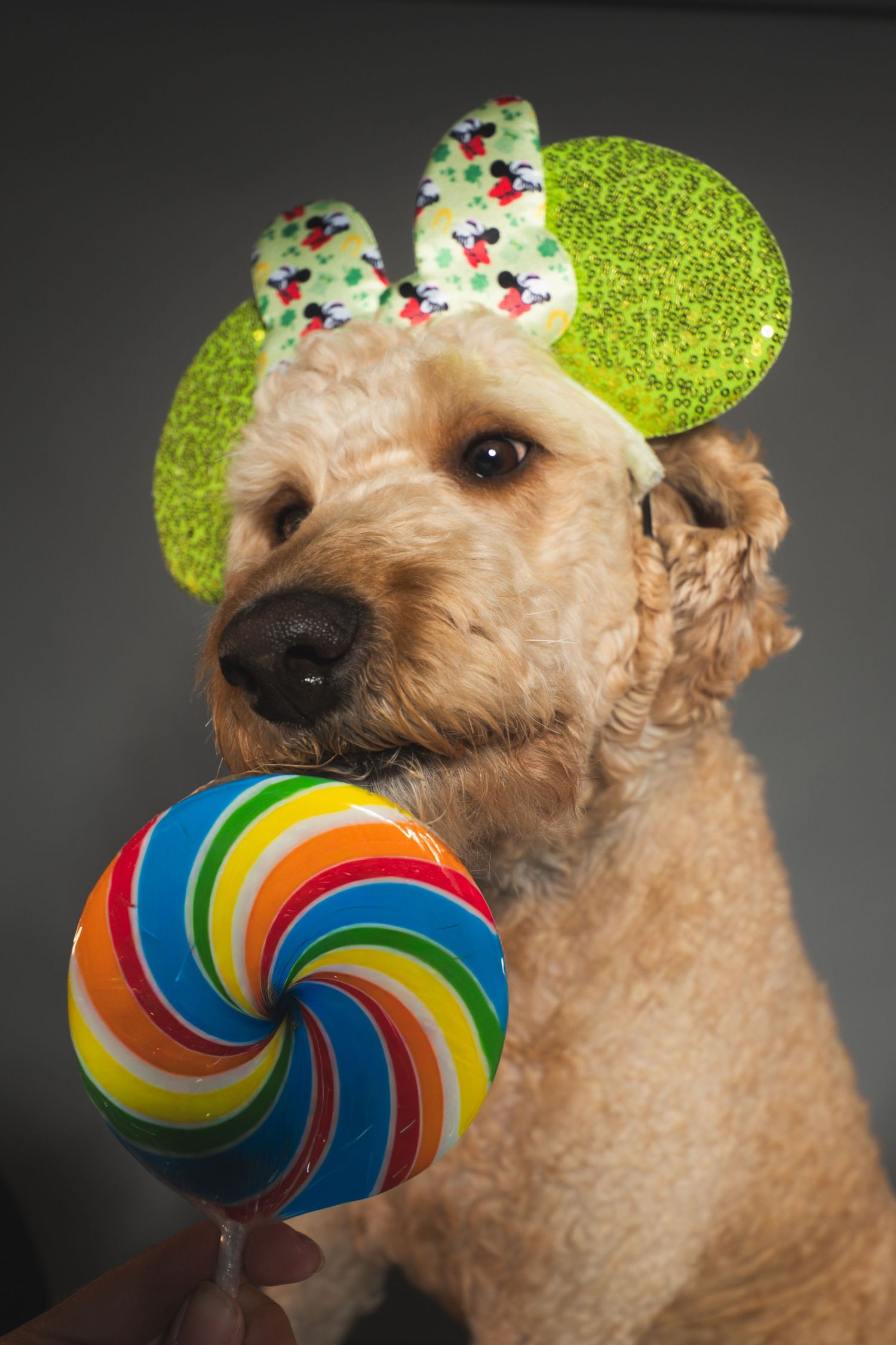 A fluffy golden doodle dog wearing green Mickey Mouse ears holds a colorful rainbow swirl lollipop.