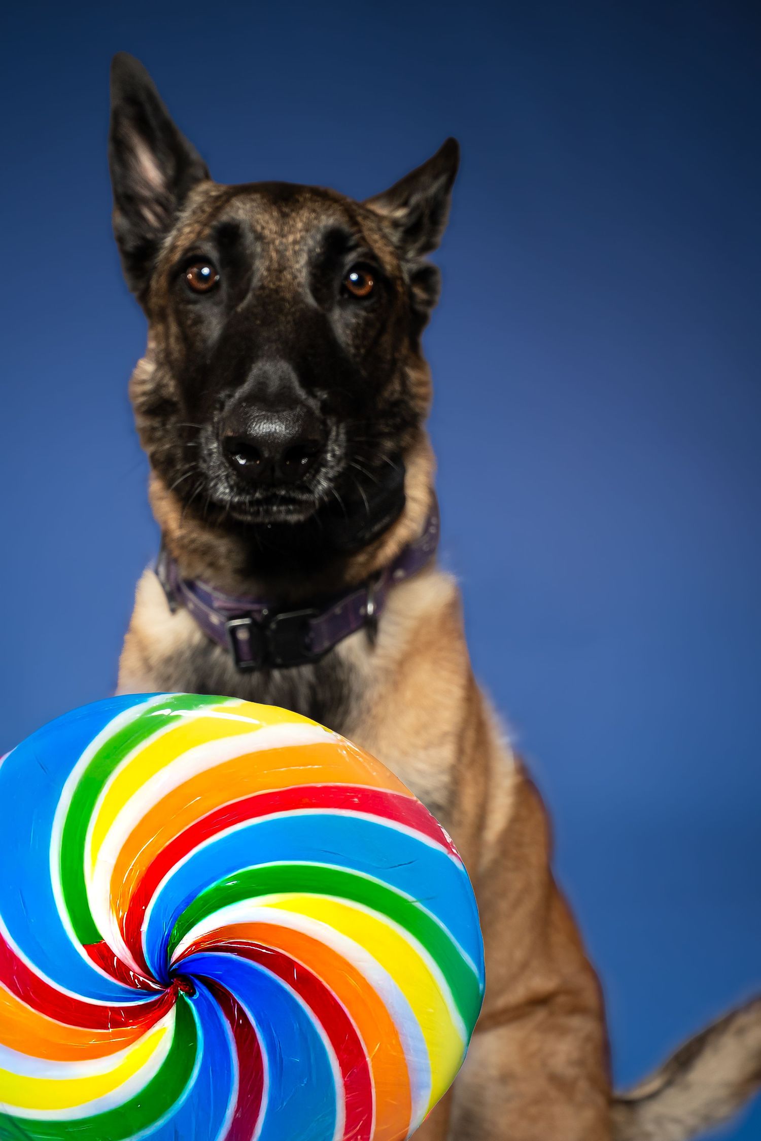 Belgian Malinois dog sitting against blue background with colorful rainbow swirl lollipop in foreground.