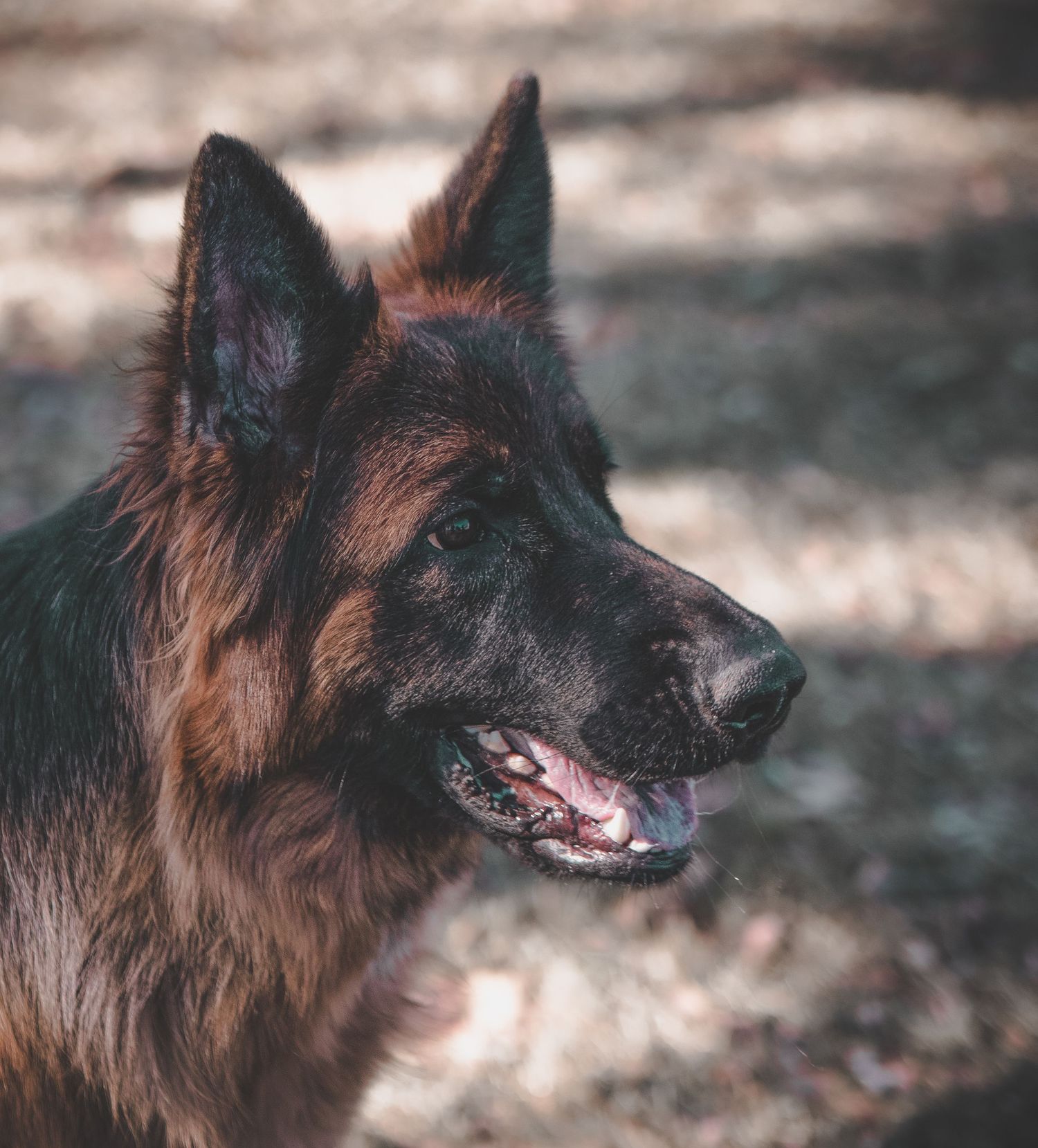 A German Shepherd dog with dark fur looks to the side with an alert expression and open mouth in natural lighting.