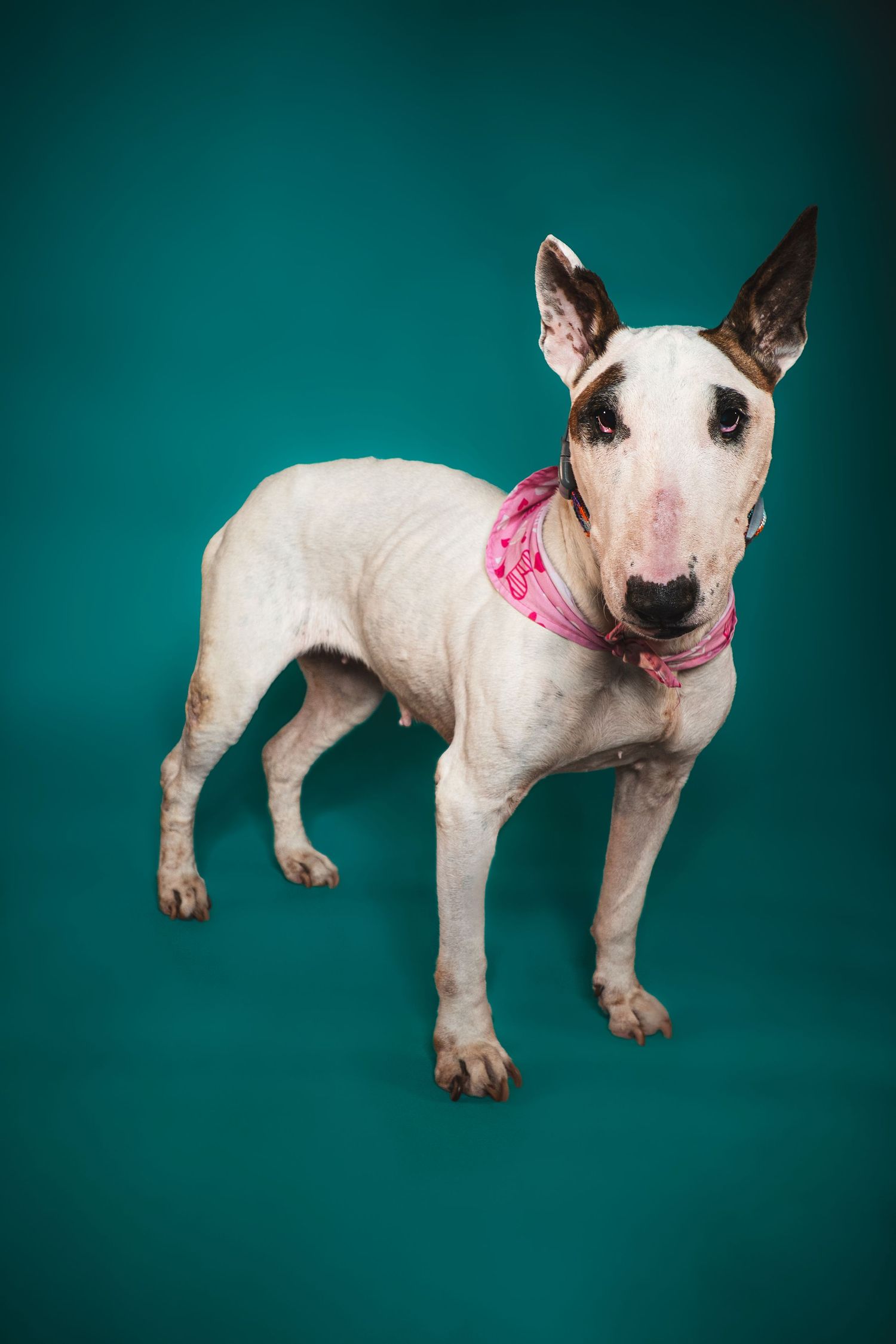 White Bull Terrier dog wearing a pink bandana poses against a teal background in a studio portrait.