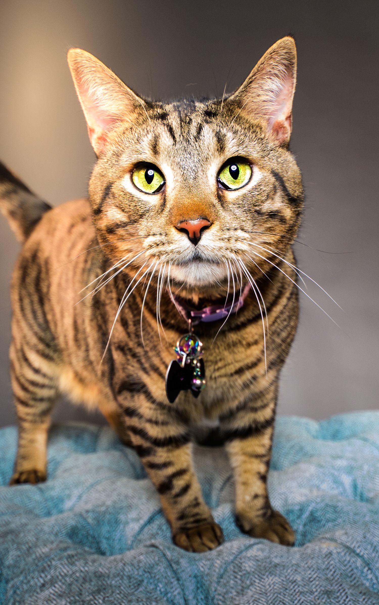 A tabby cat with bright green eyes and a purple collar stands alertly on a blue surface.