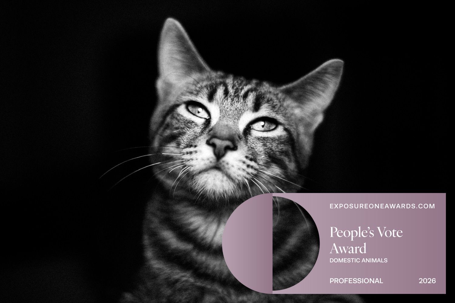 Black and white portrait of a tabby cat gazing upward, with a People's Vote Award badge for Domestic Animals from Exposure Awards.