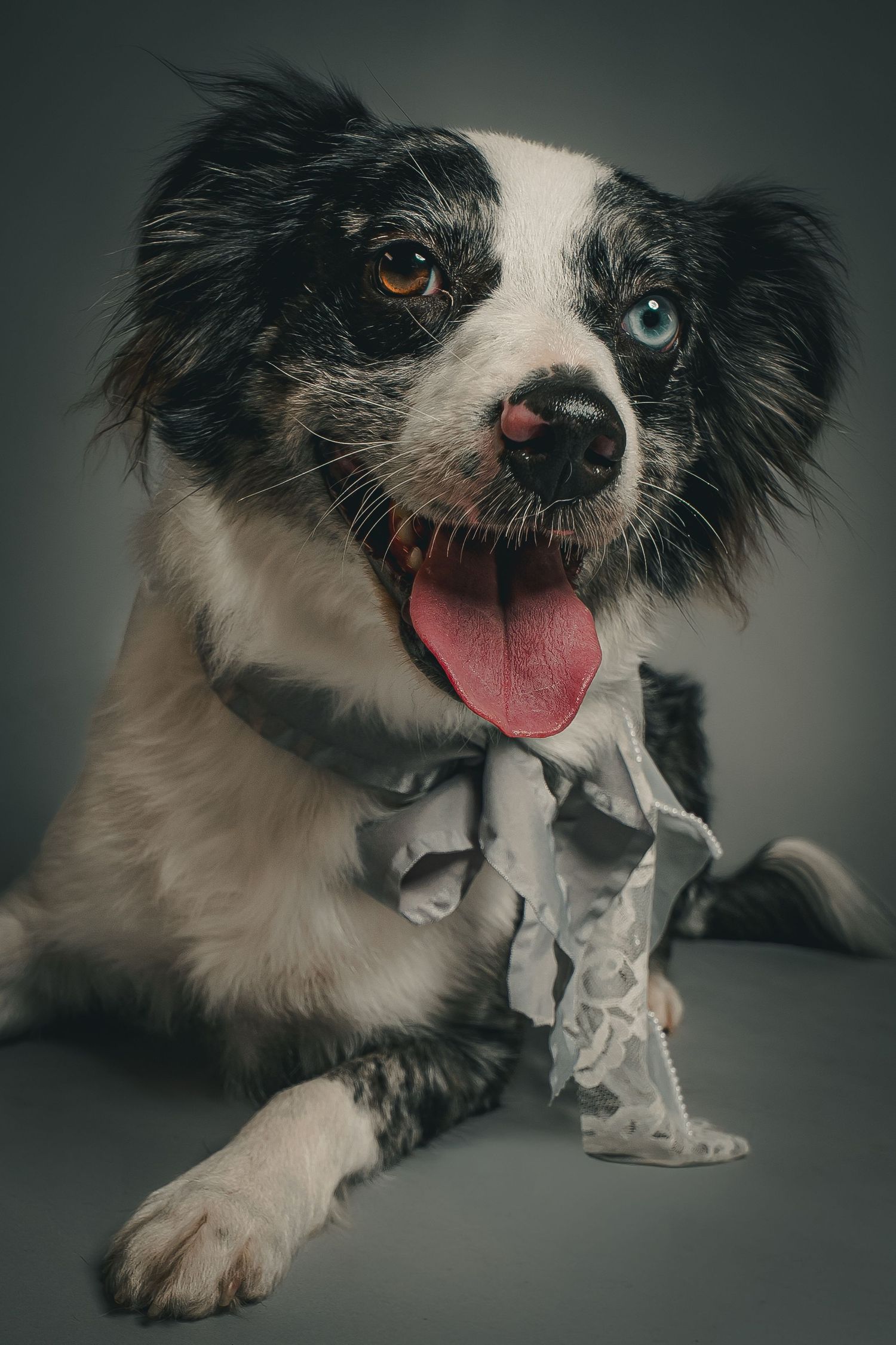 Black and white Border Collie mix with one brown eye and one blue eye, tongue out, wearing a gray lace ribbon in a studio portrait.