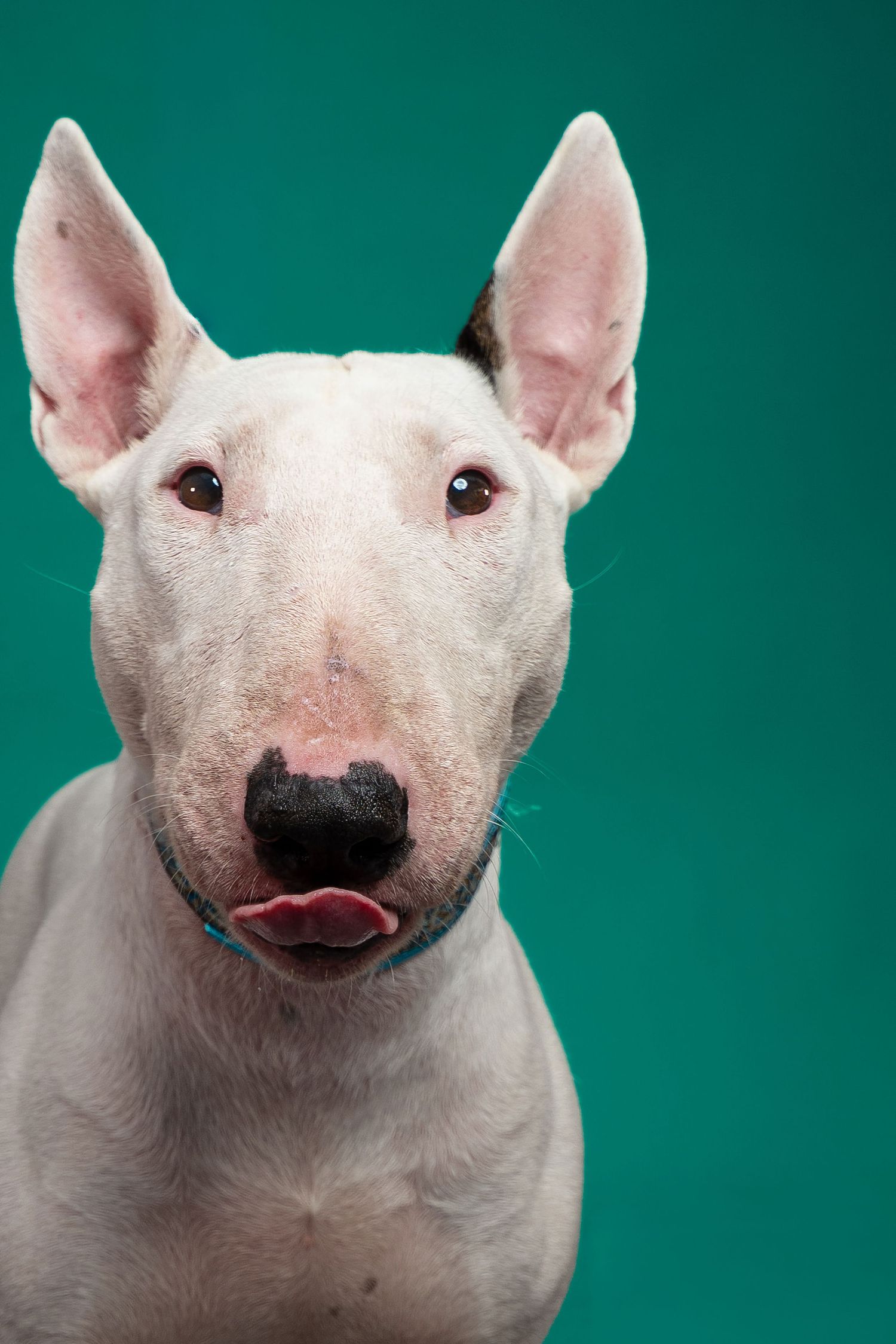White Bull Terrier dog with erect ears and open mouth posed against a vibrant teal background in a studio portrait.