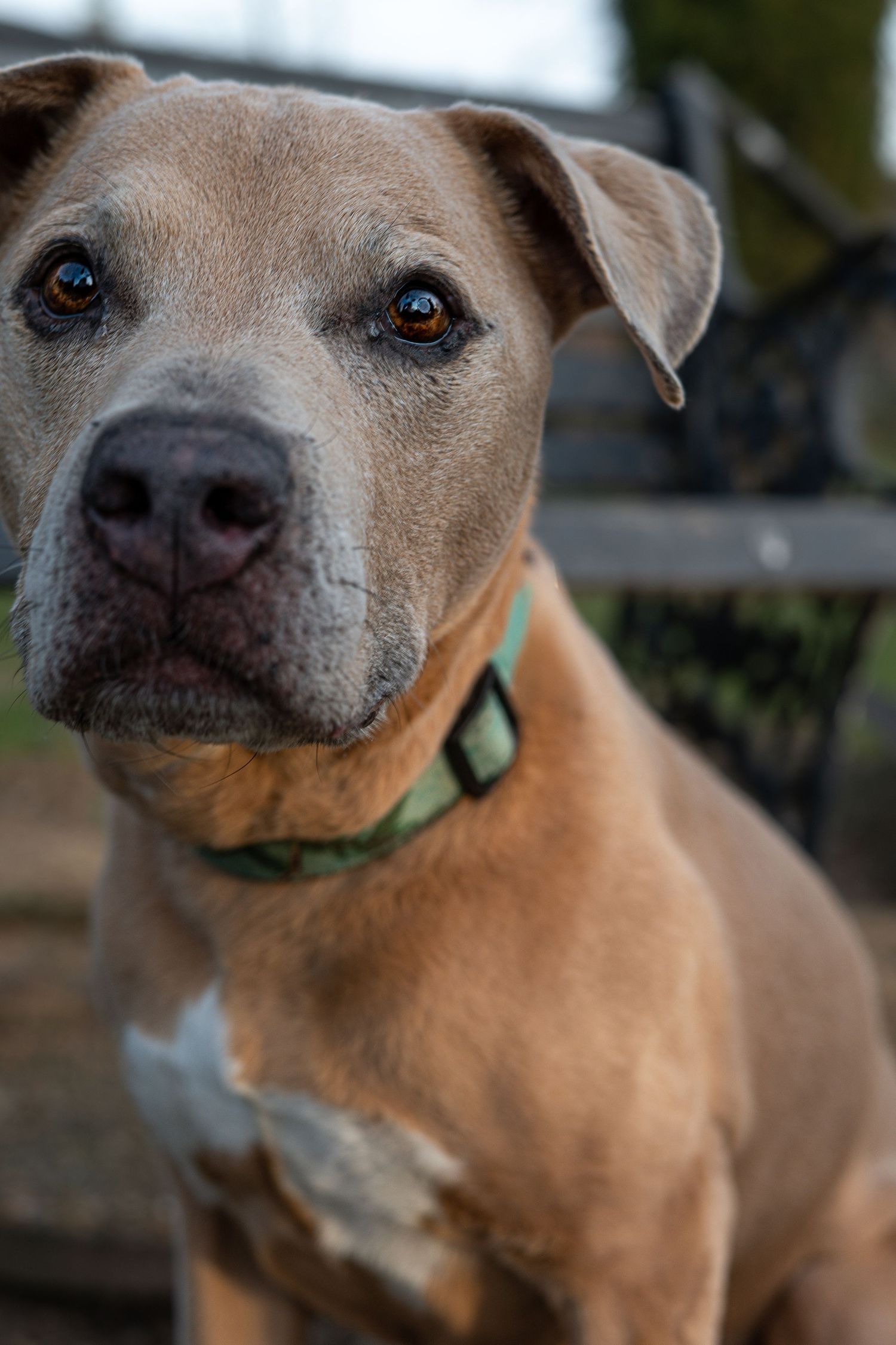Close-up portrait of a tan pit bull mix dog with soulful eyes wearing a green collar.